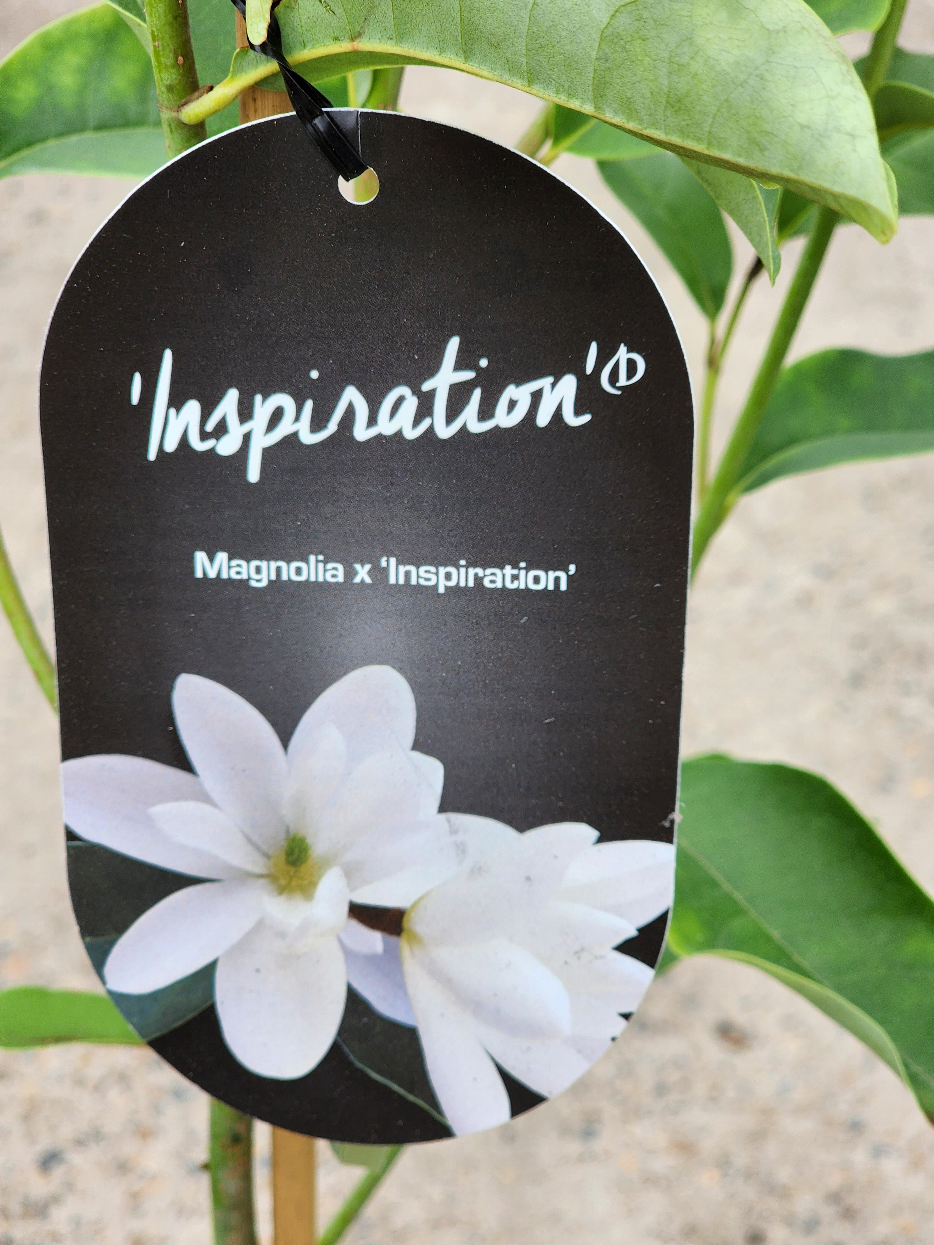 Magnolia Inspiration 260mm