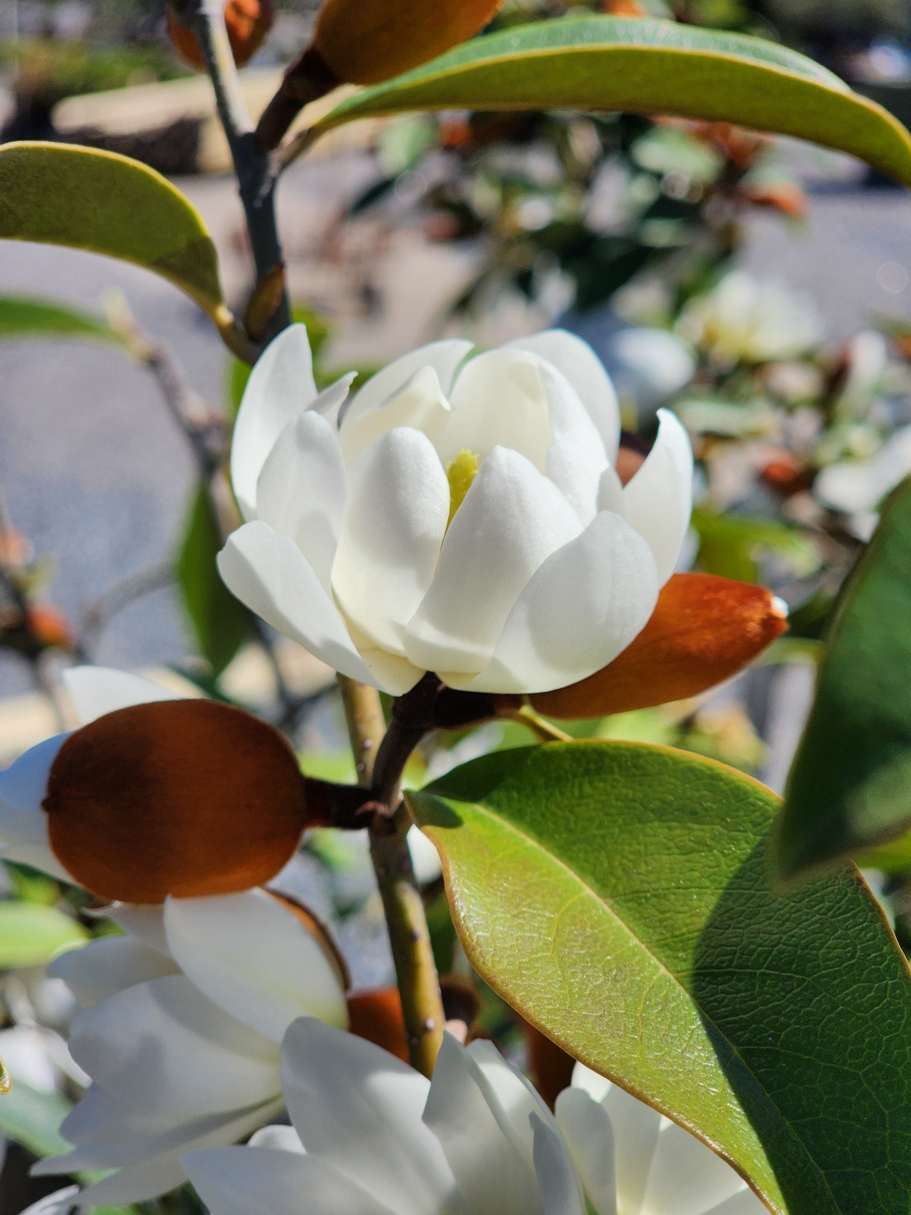 Magnolia White Pearl 330mm