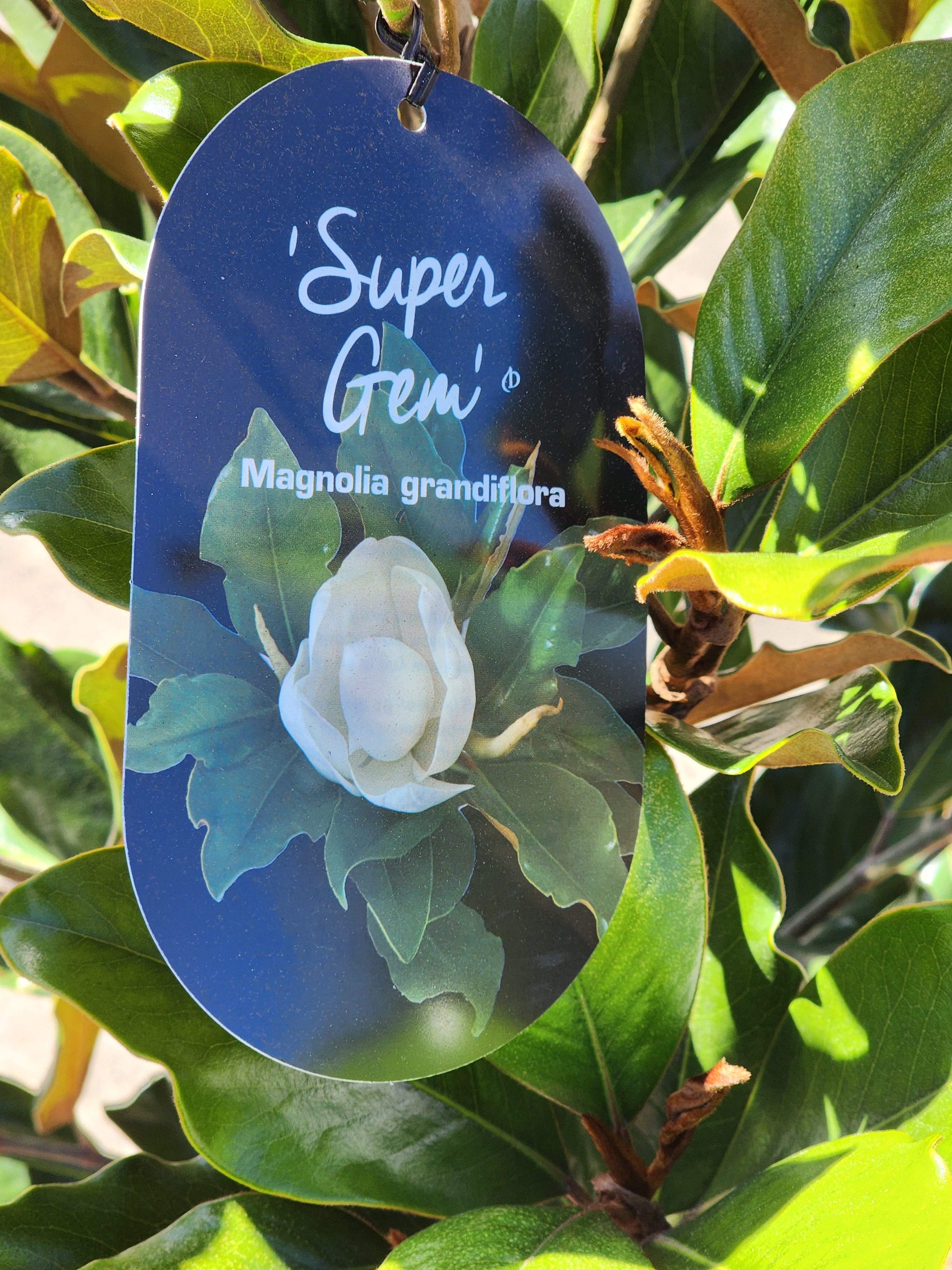 Magnolia Super Gem 330mm