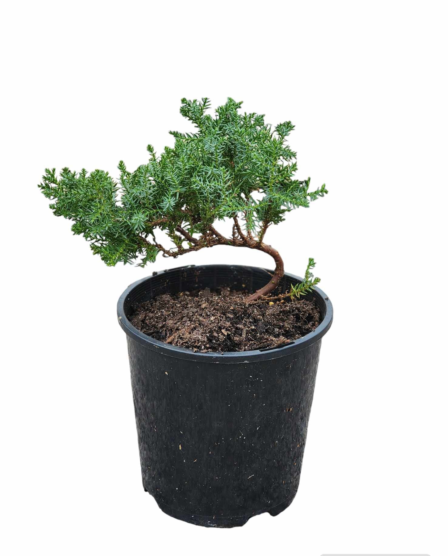 Juniperus Squamata 140mm pot