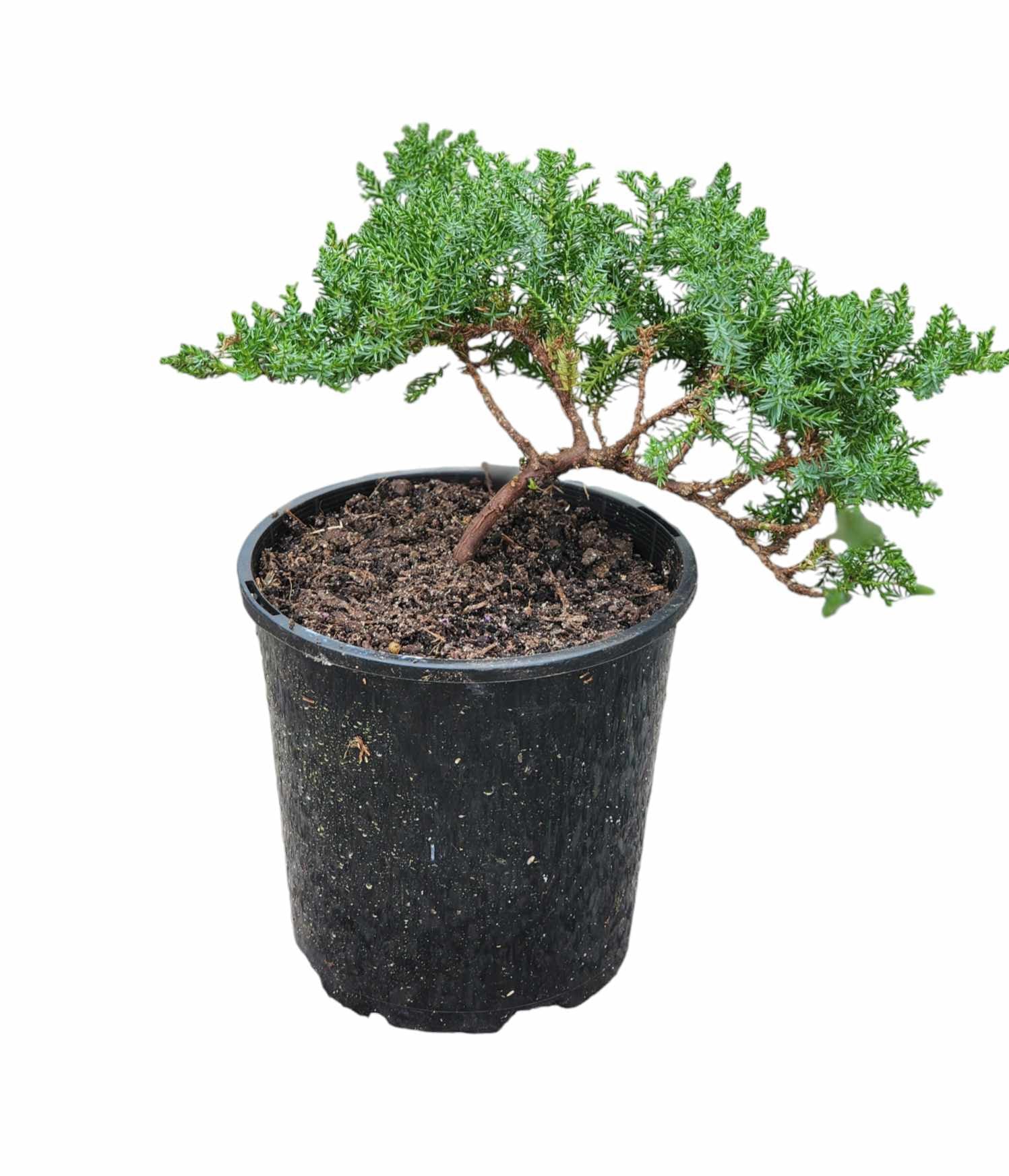 Juniperus Squamata 140mm pot