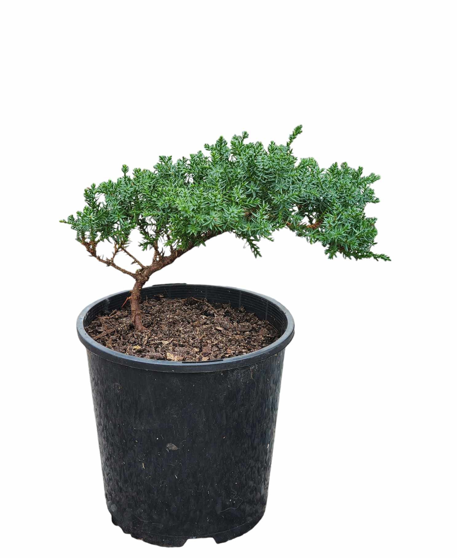 Juniperus Squamata 140mm pot