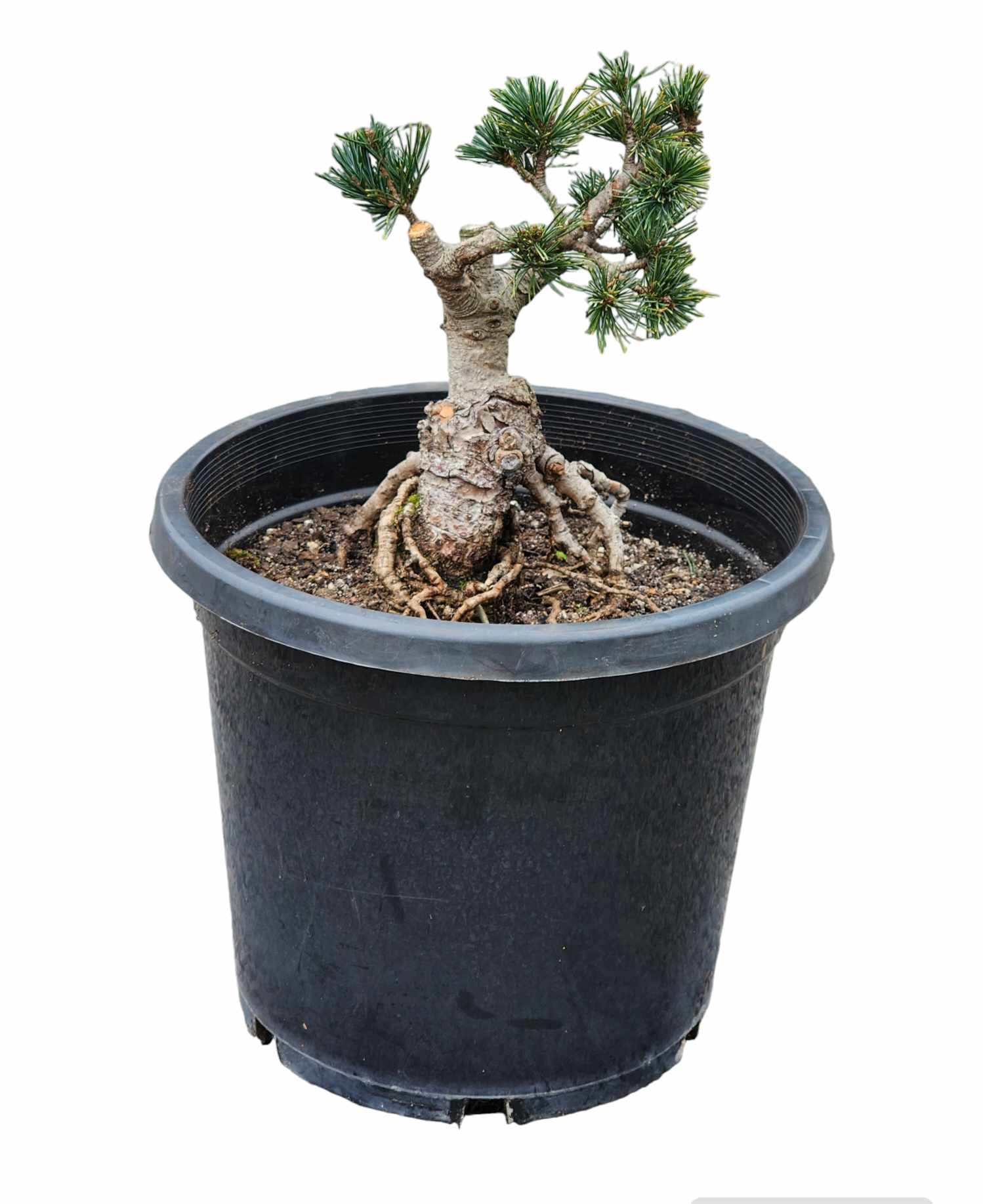 Pinus Parviflora ‘Fukai’ 300mm (01)