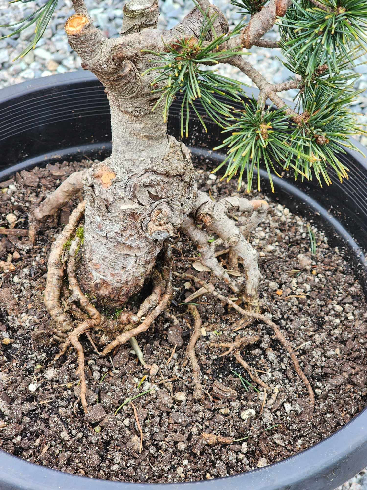 Pinus Parviflora ‘Fukai’ 300mm (01)
