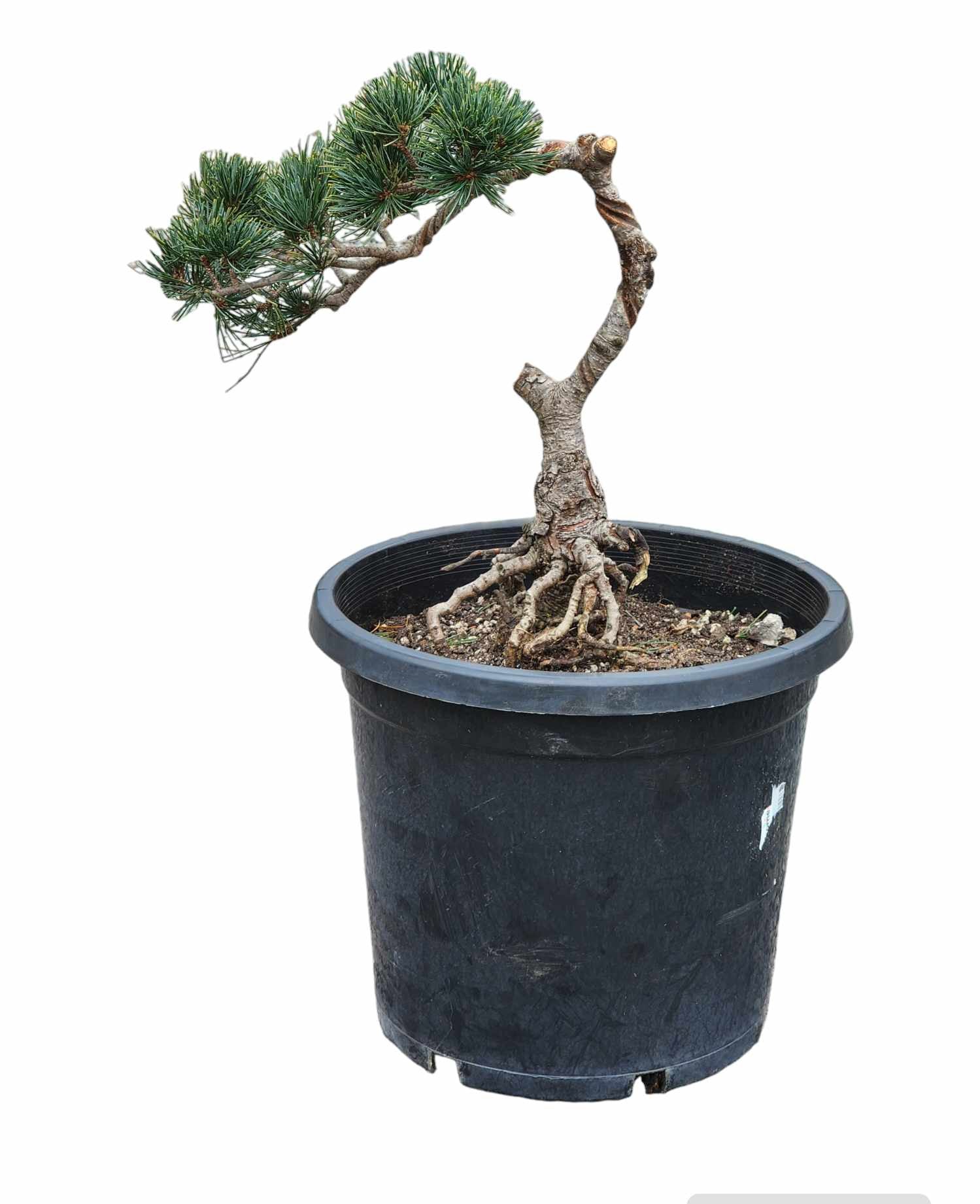 Pinus Parviflora ‘Fukai’ 300mm (02)