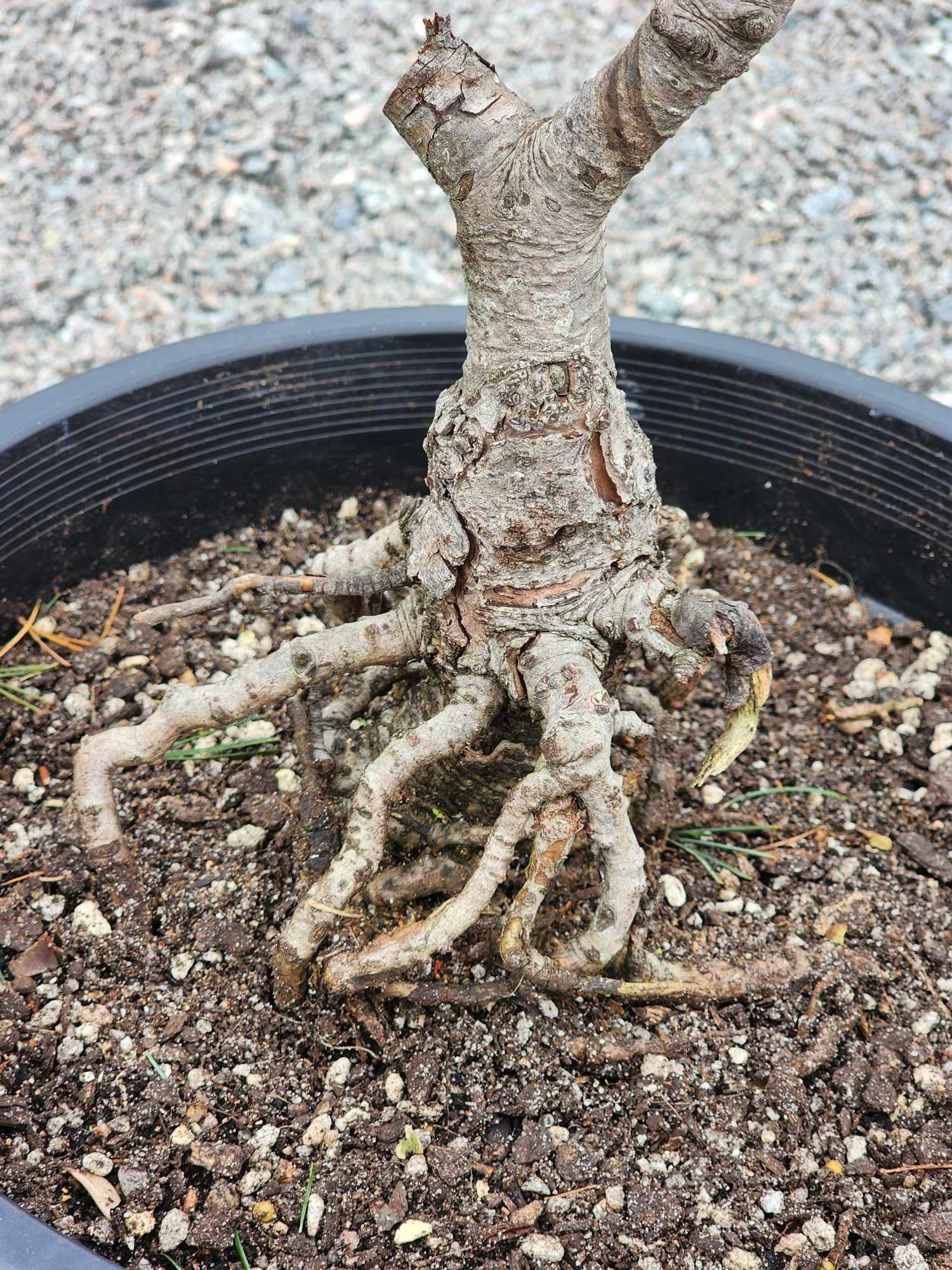 Pinus Parviflora ‘Fukai’ 300mm (02)