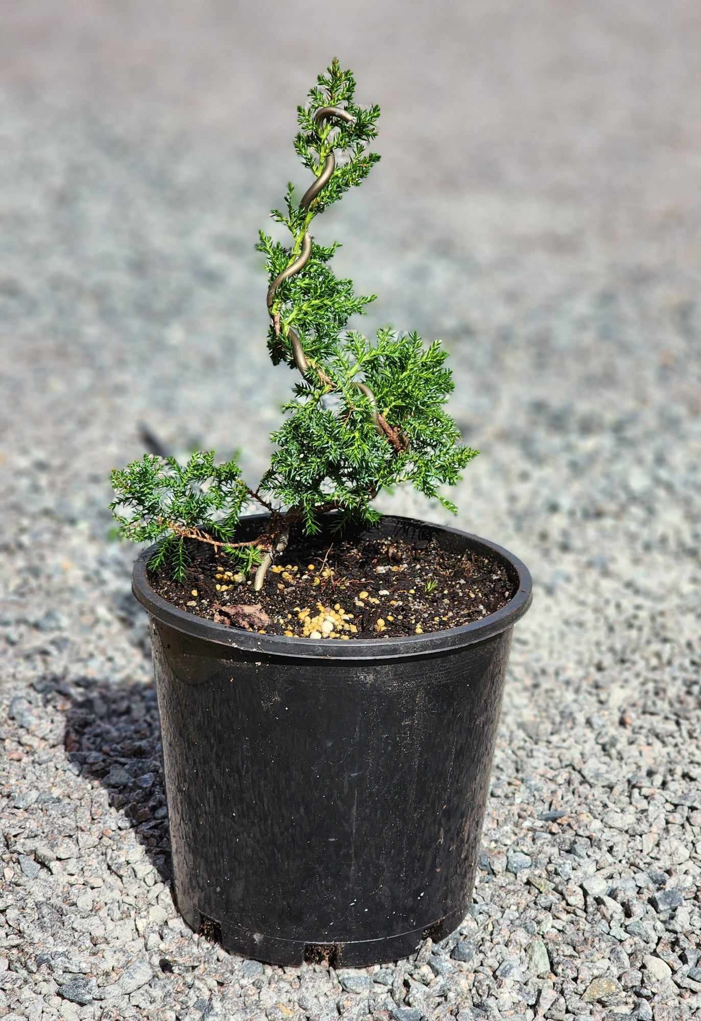 Juniperus Squamata 200mm pot