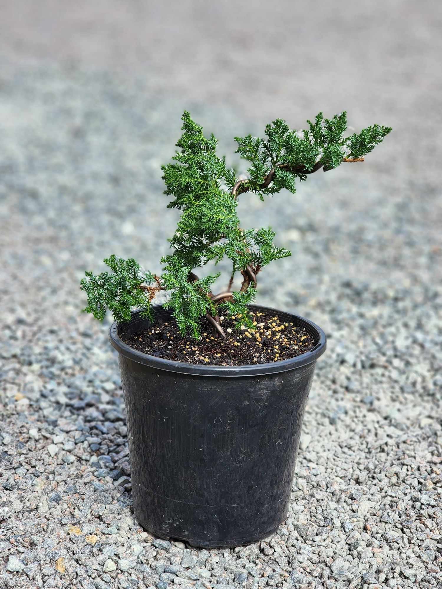 Juniperus Squamata 200mm pot