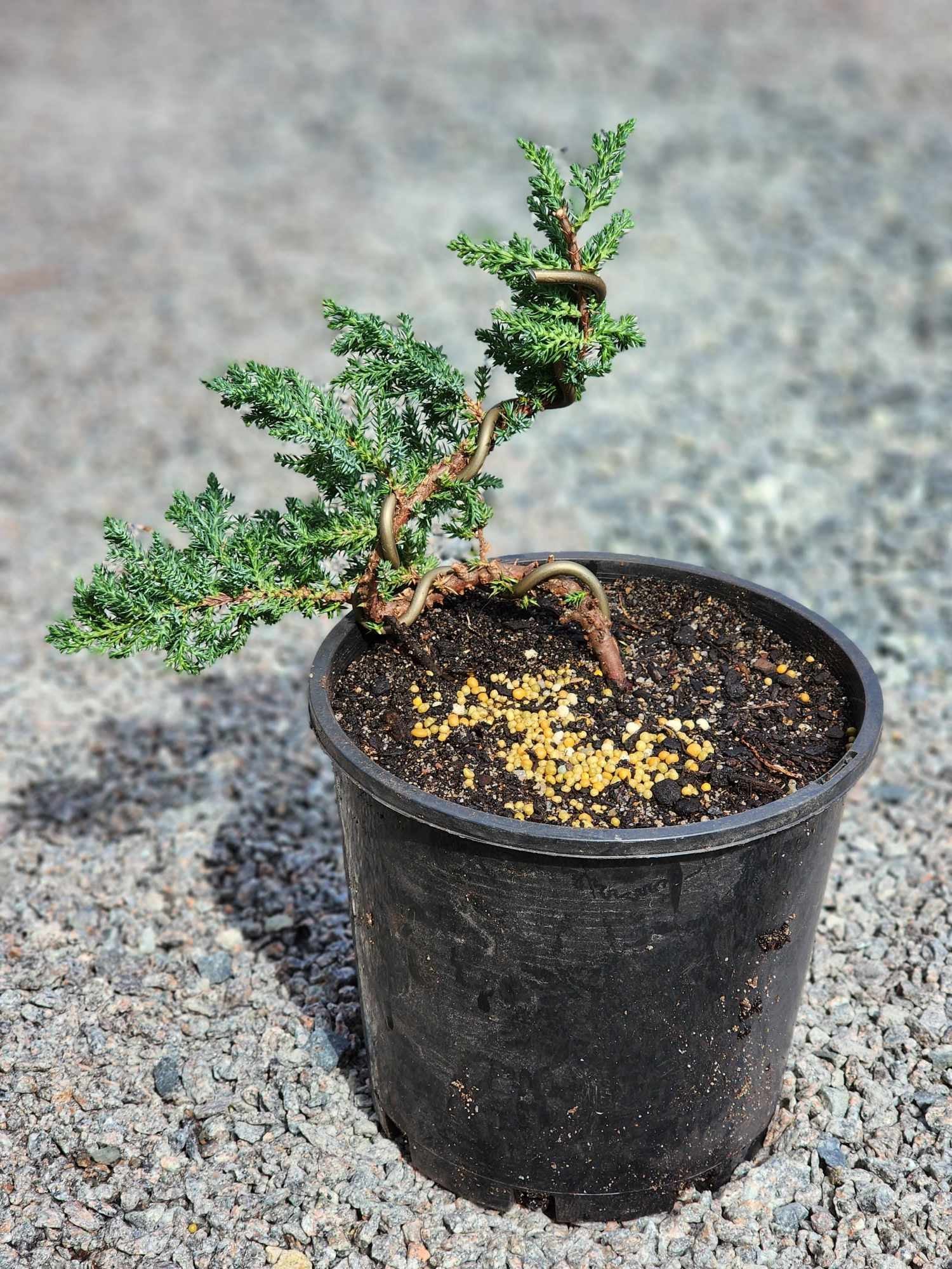 Juniperus Squamata 200mm pot
