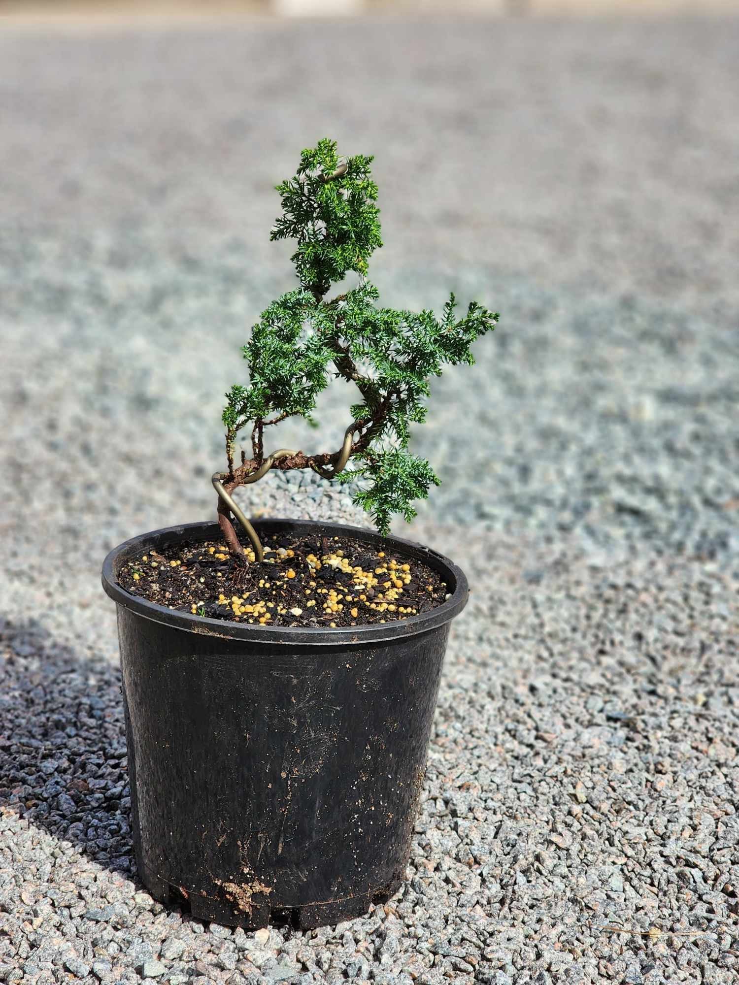 Juniperus Squamata 200mm pot