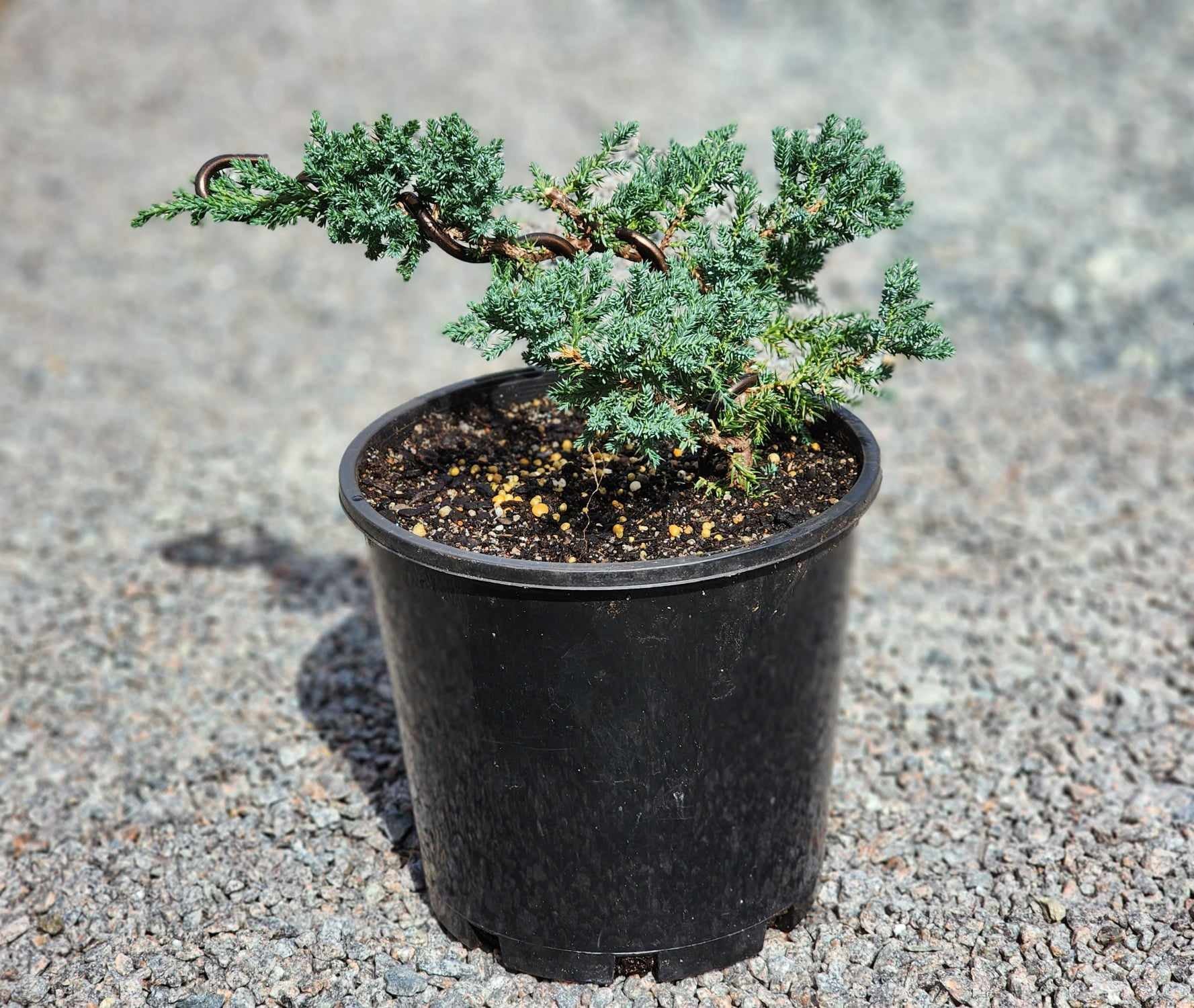 Juniperus Squamata 200mm pot