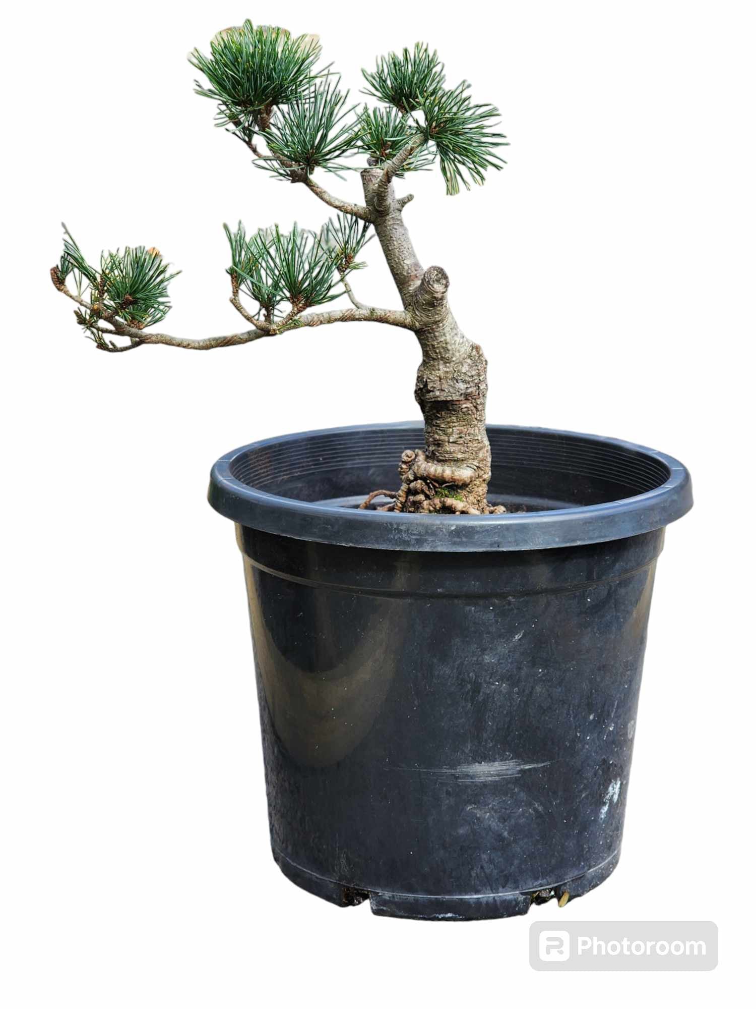 Pinus Parviflora ‘Fukai’ 300mm (03)