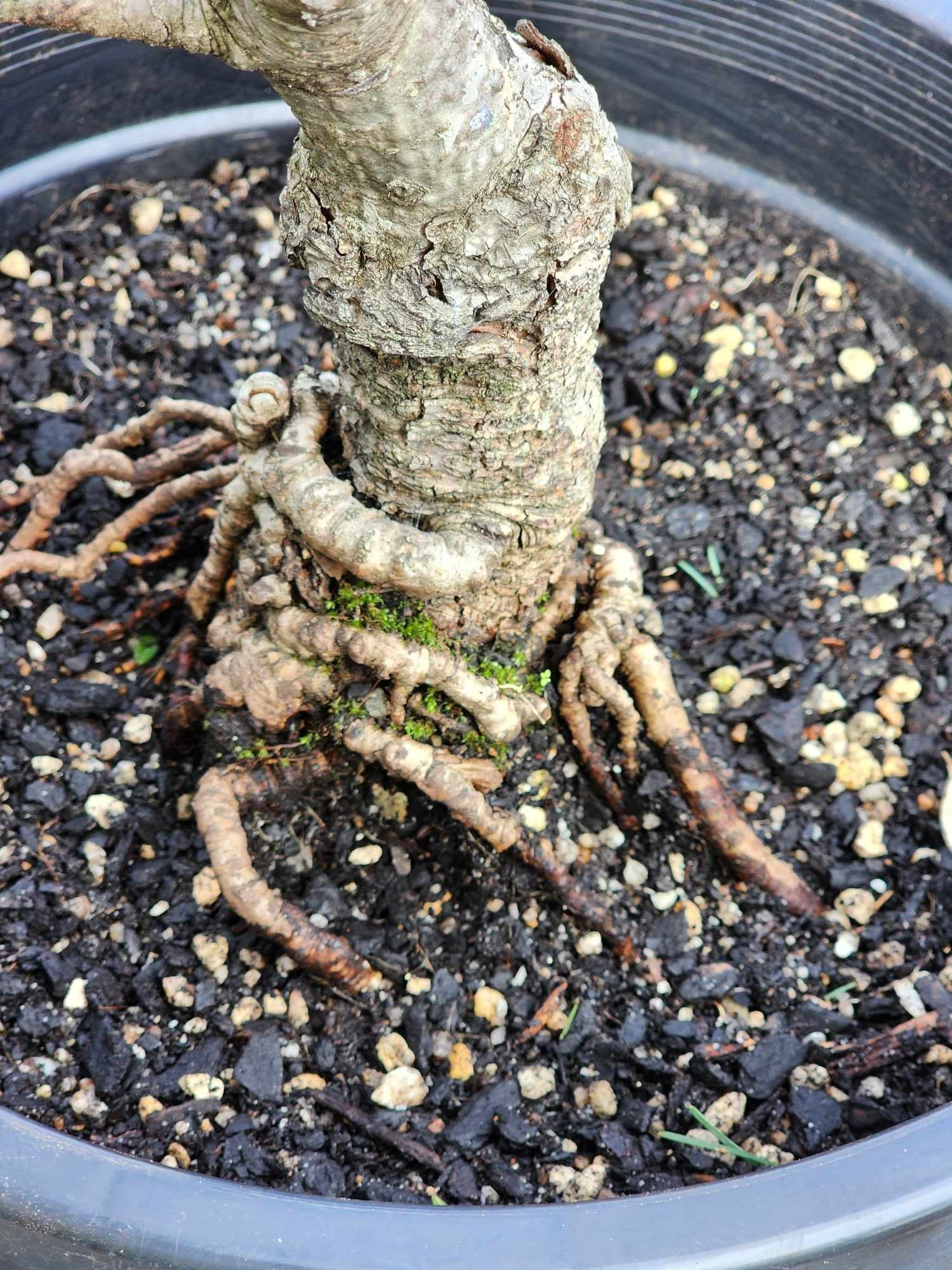 Pinus Parviflora ‘Fukai’ 300mm (03)