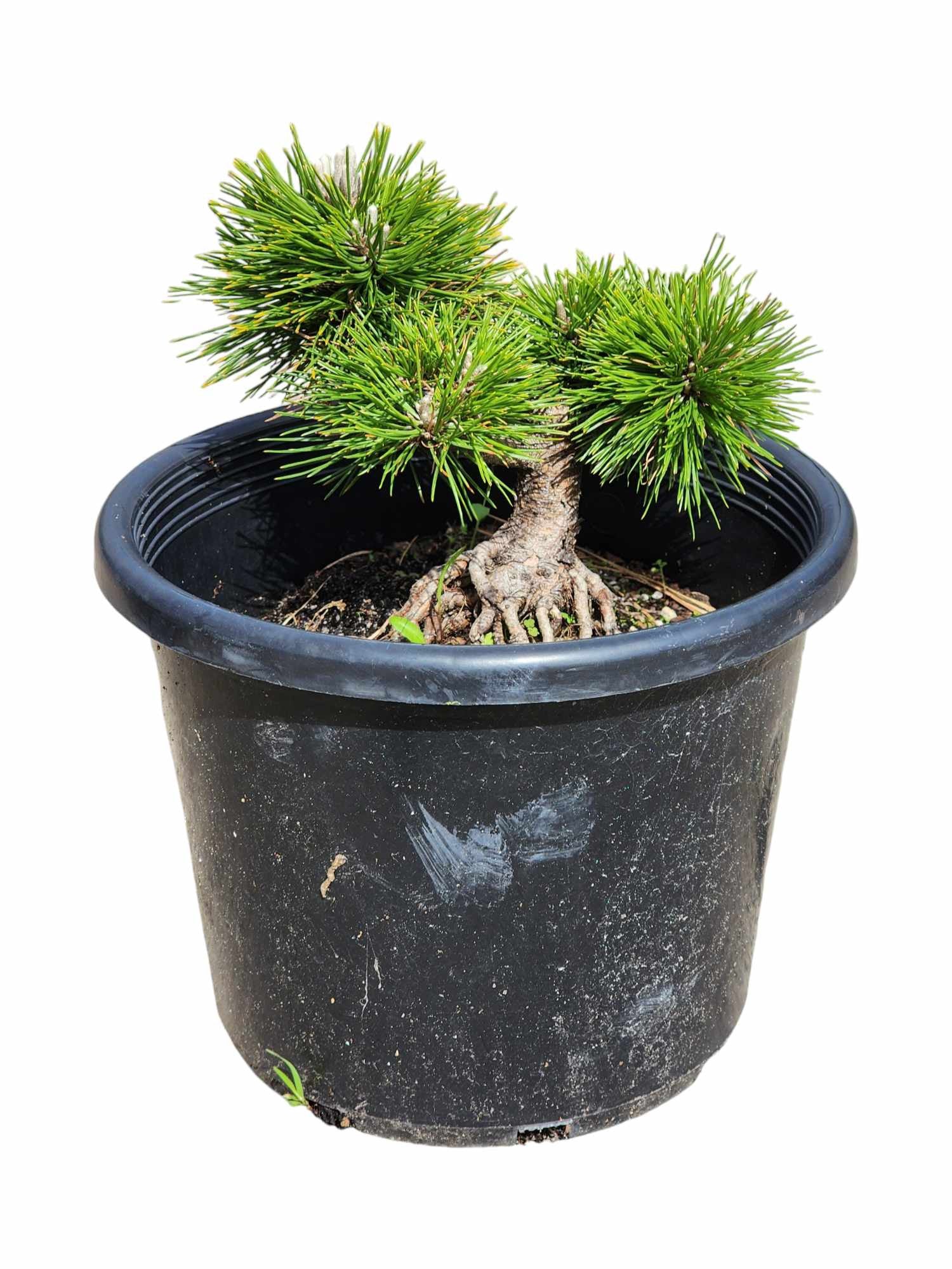 Thunbergii Yatsabusa 250mm seedling