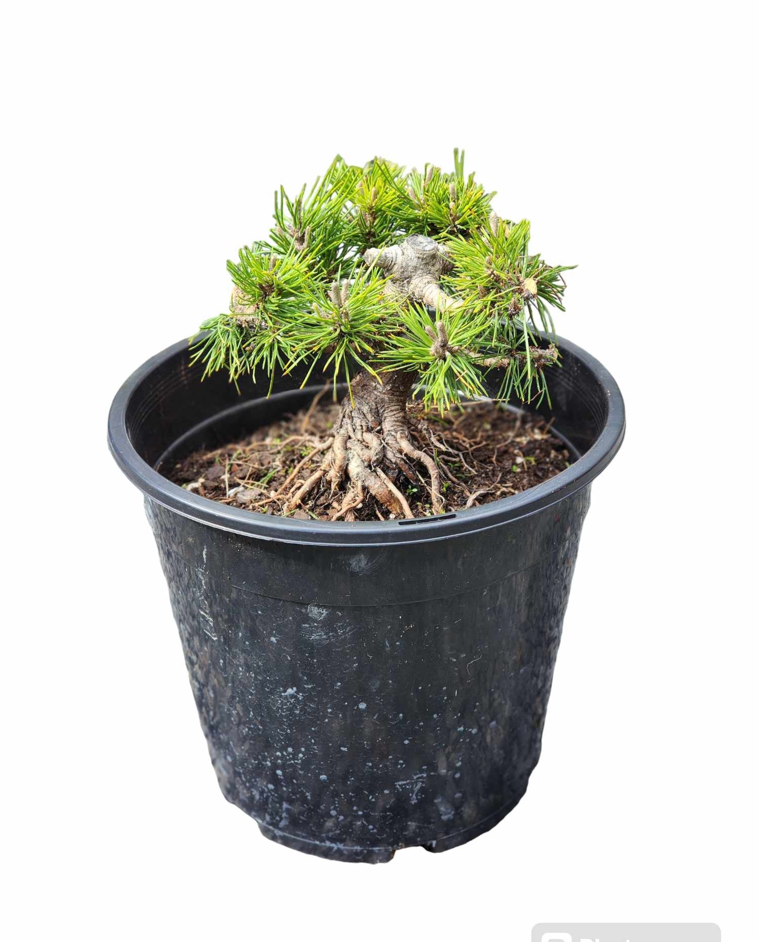 Thunbergii Yatsabusa 250mm seedling