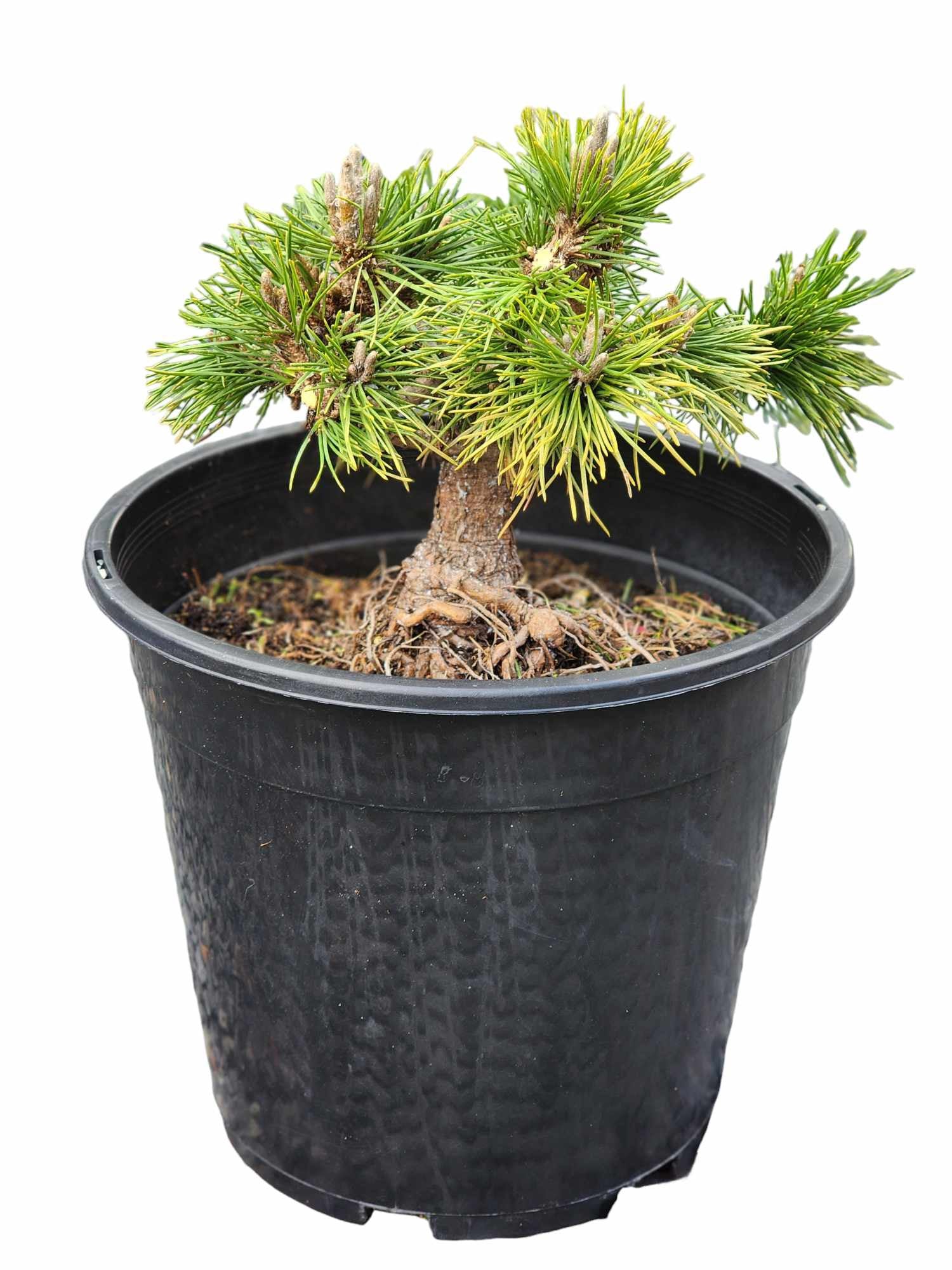 Thunbergii Yatsabusa 250mm seedling