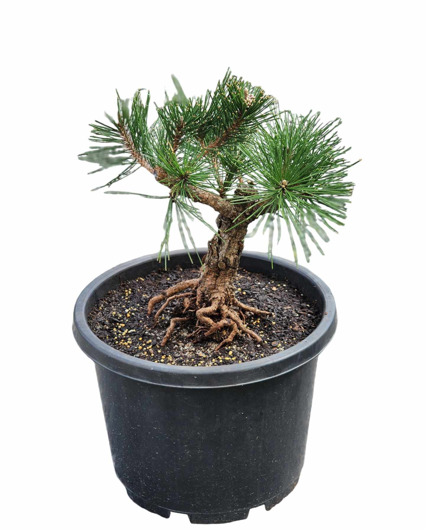 Thunbergii Kyokko Nishiki 350mm (02)