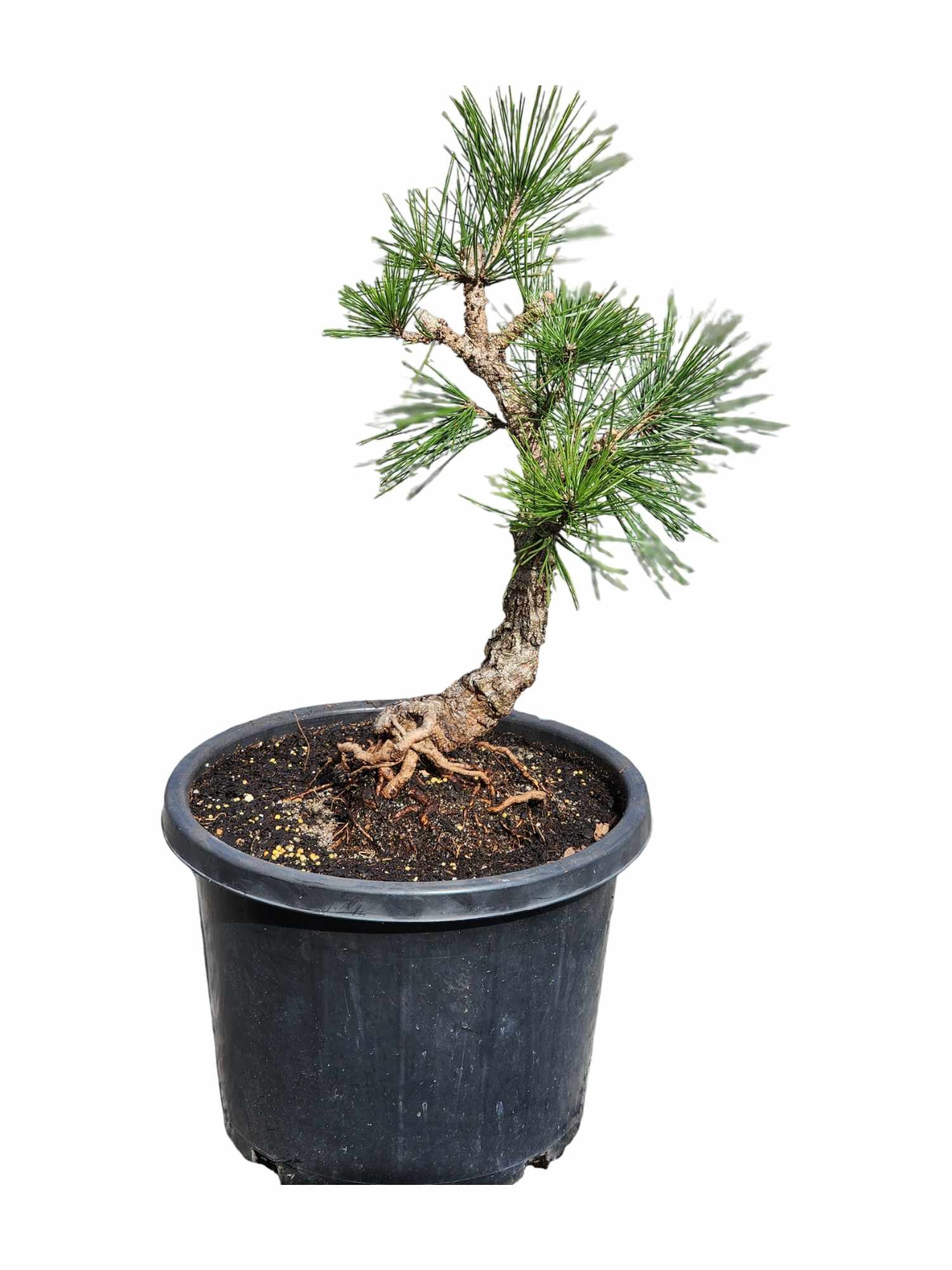 Thunbergii Kyokko Nishiki 350mm (01)