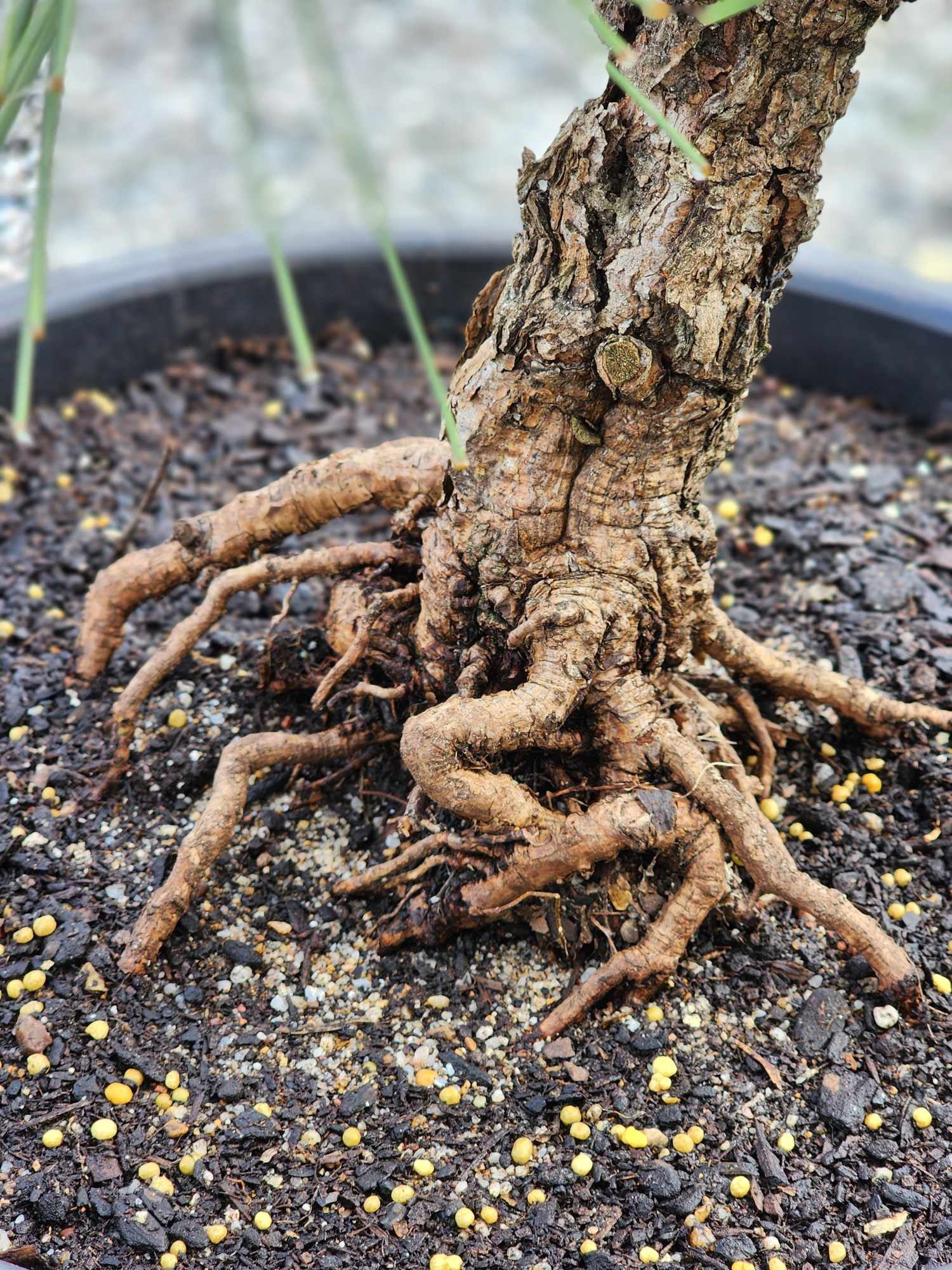 Thunbergii Kyokko Nishiki 350mm (02)