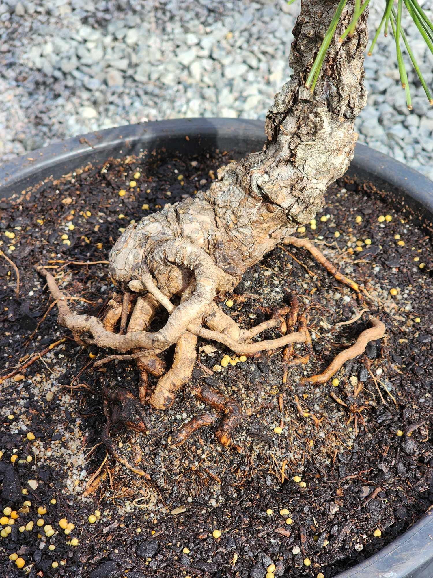 Thunbergii Kyokko Nishiki 350mm (01)