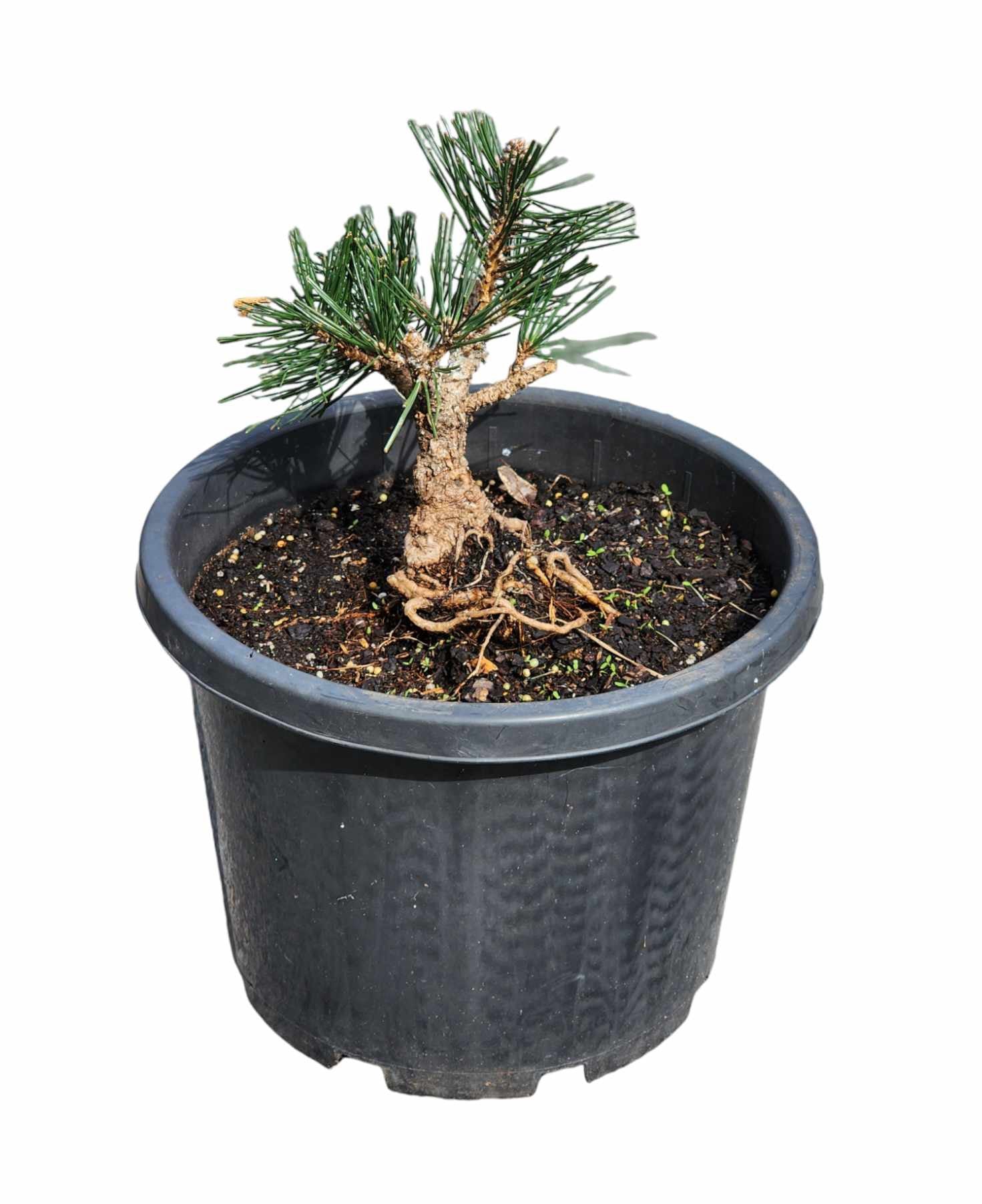 Thunbergii Kyokko Nishiki 250mm pot