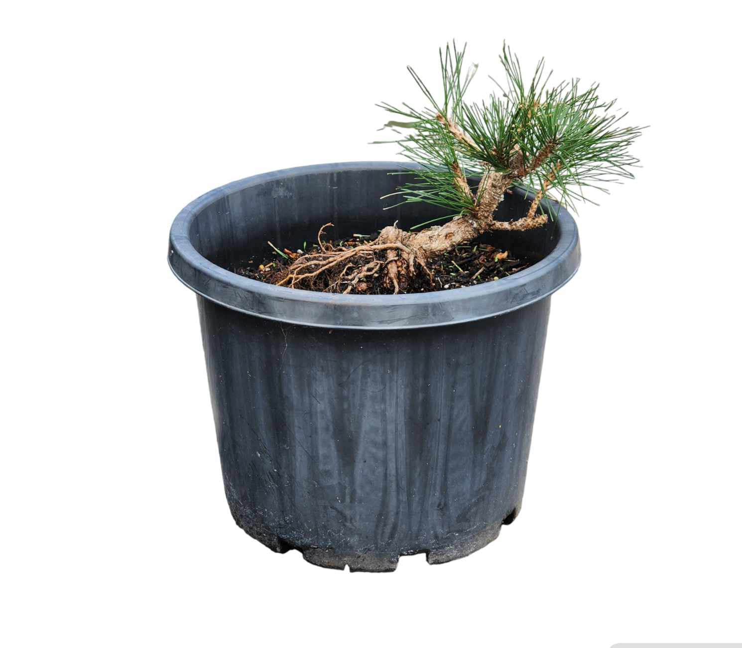 Thunbergii Kyokko Nishiki 250mm pot