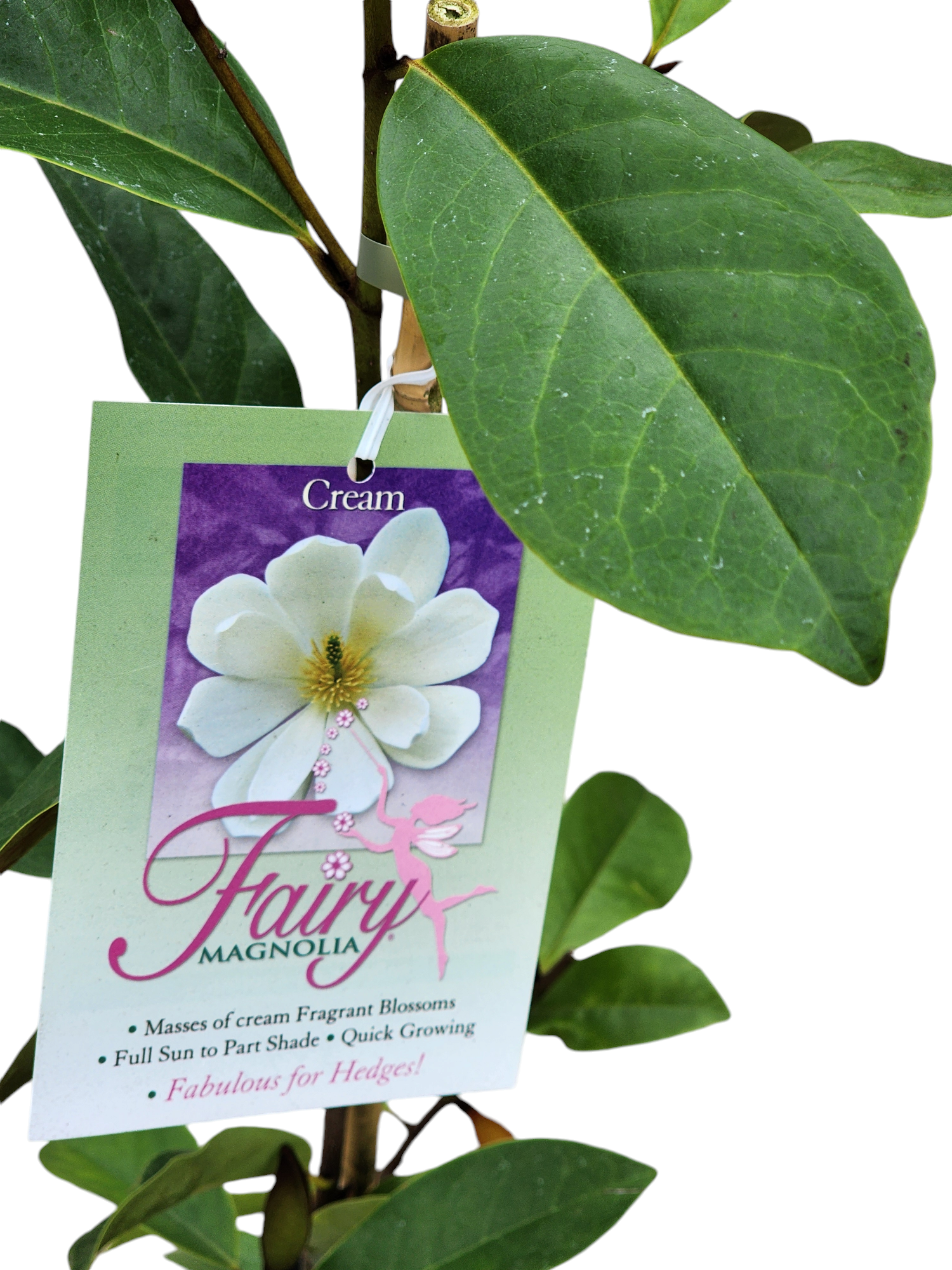 Magnolia Fairy cream 260mm