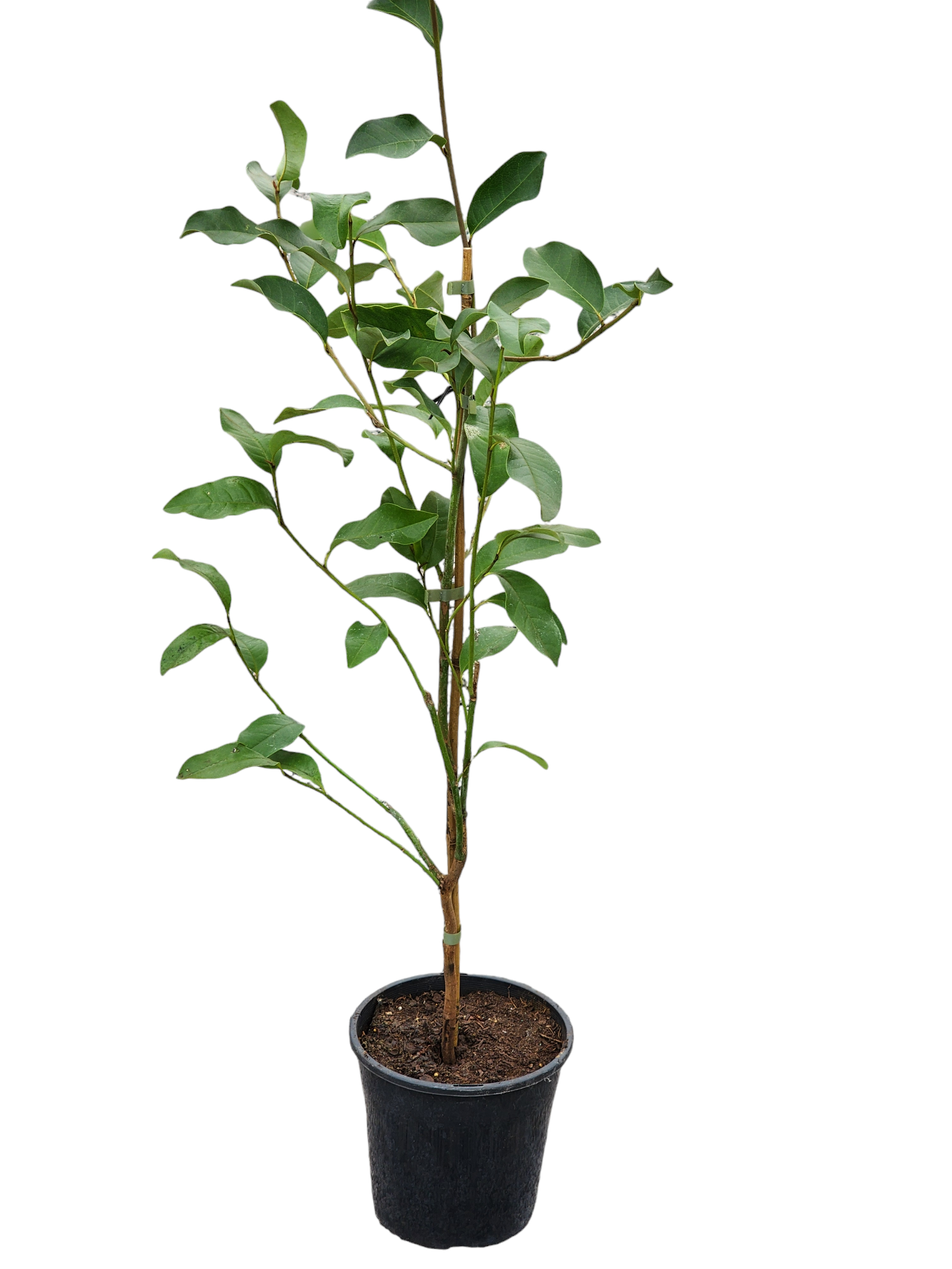 Magnolia Inspiration 260mm