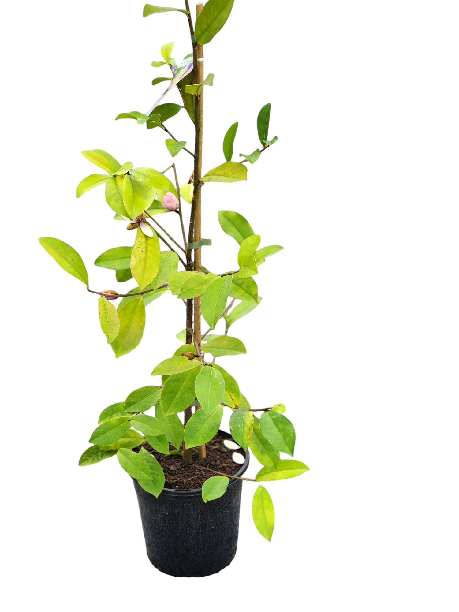 Magnolia Fairy Blush 260mm