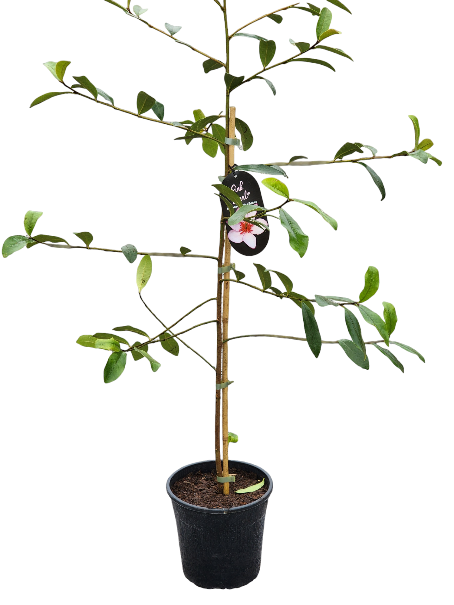 Magnolia Pink Pearl 260mm