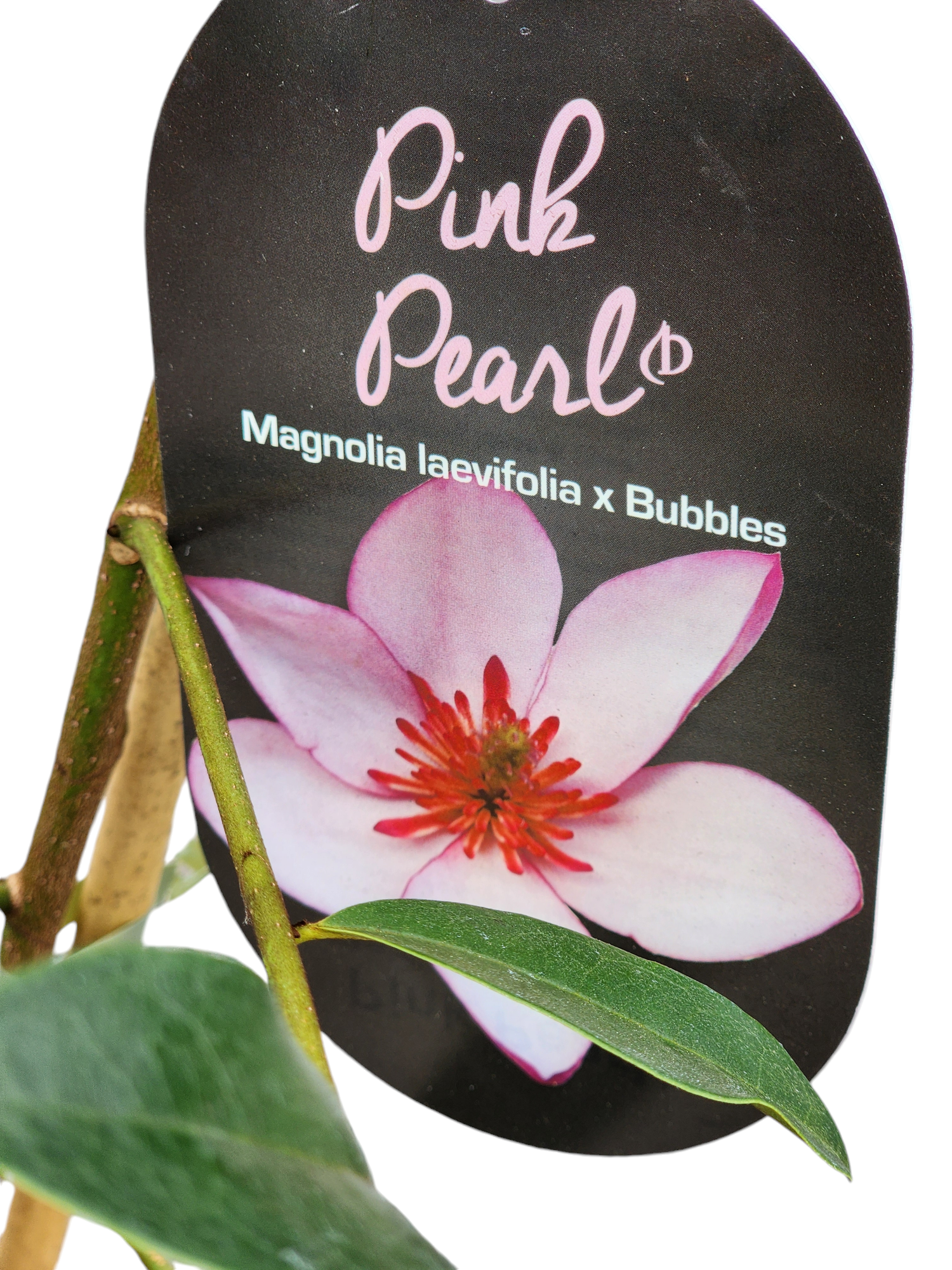 Magnolia Pink Pearl 260mm