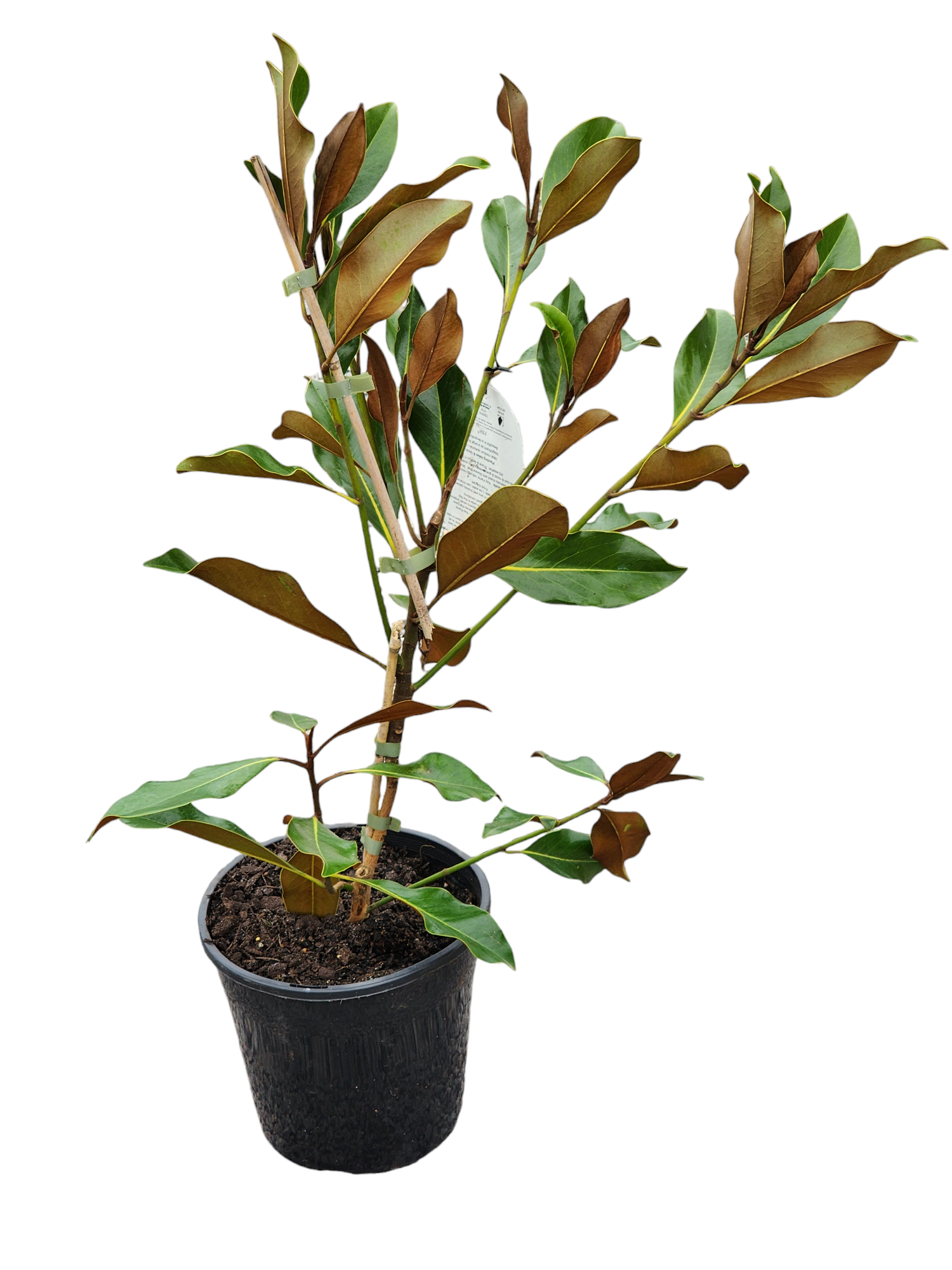 Magnolia Kay Parris 200mm