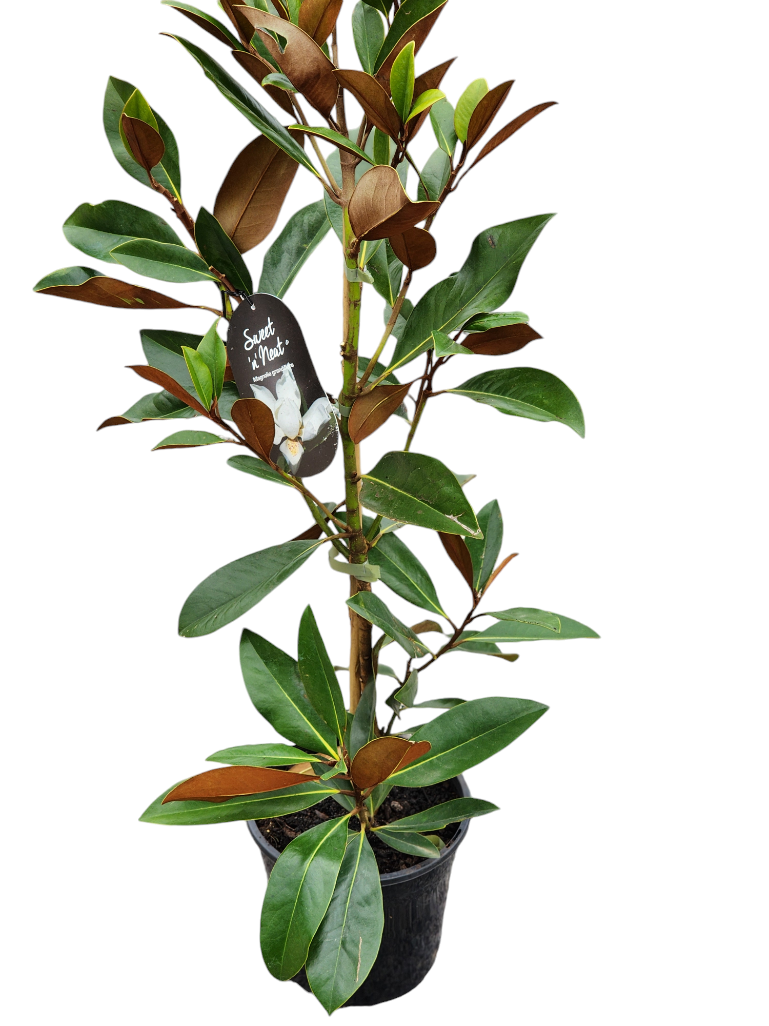 Magnolia Sweet n Neat 260mm