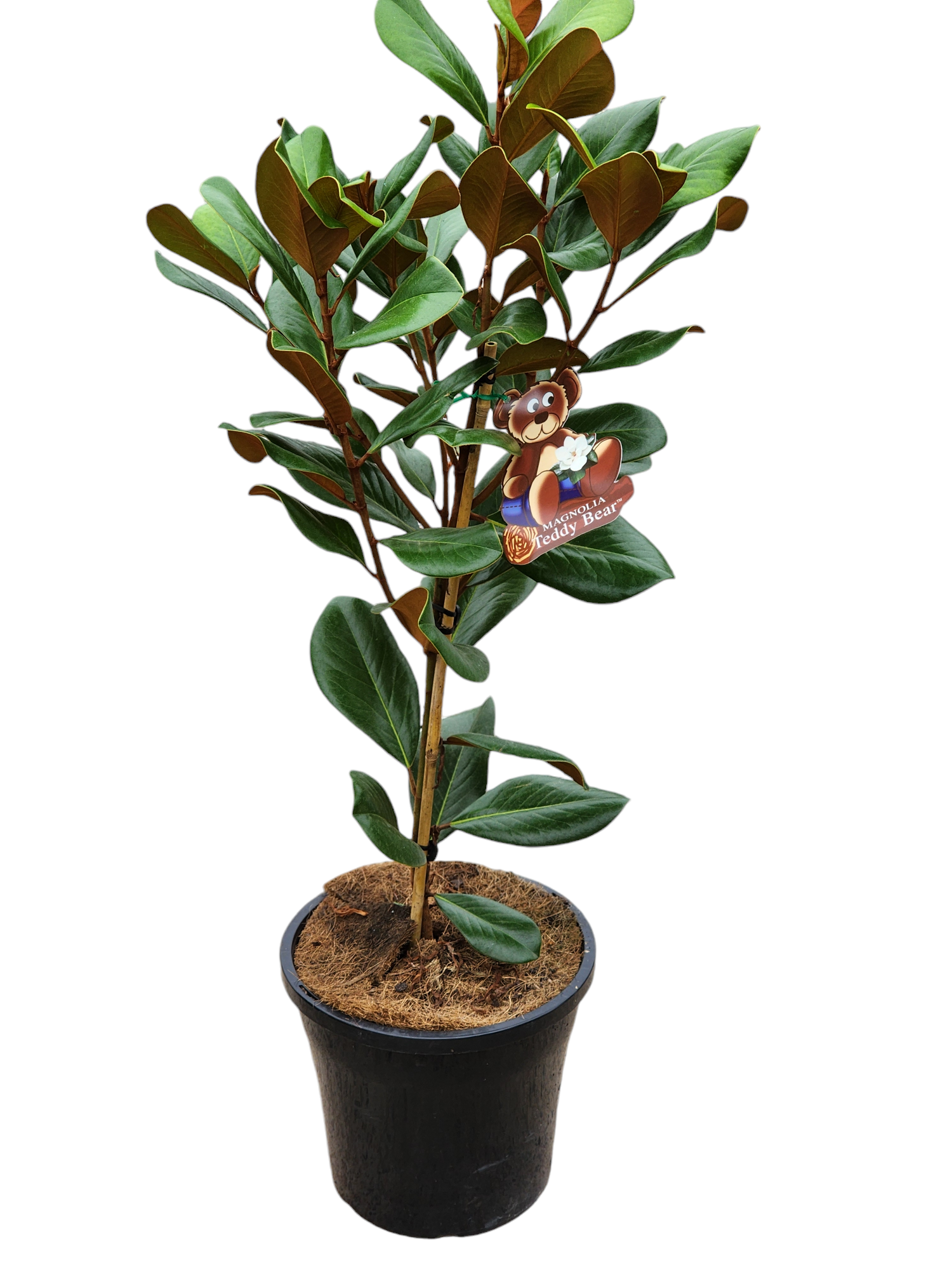Magnolia Teddy Bear 330mm
