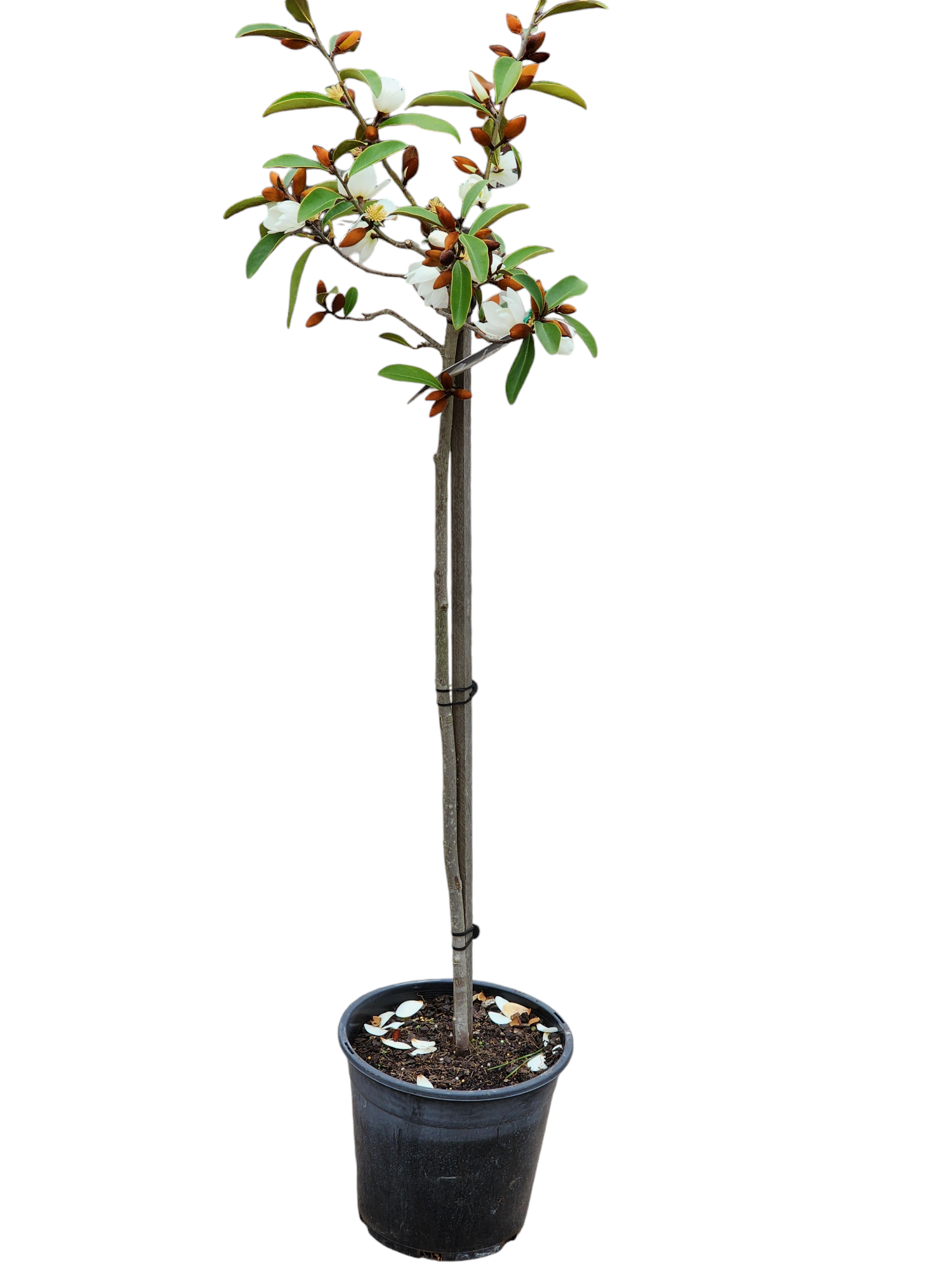 Magnolia White Pearl 330mm