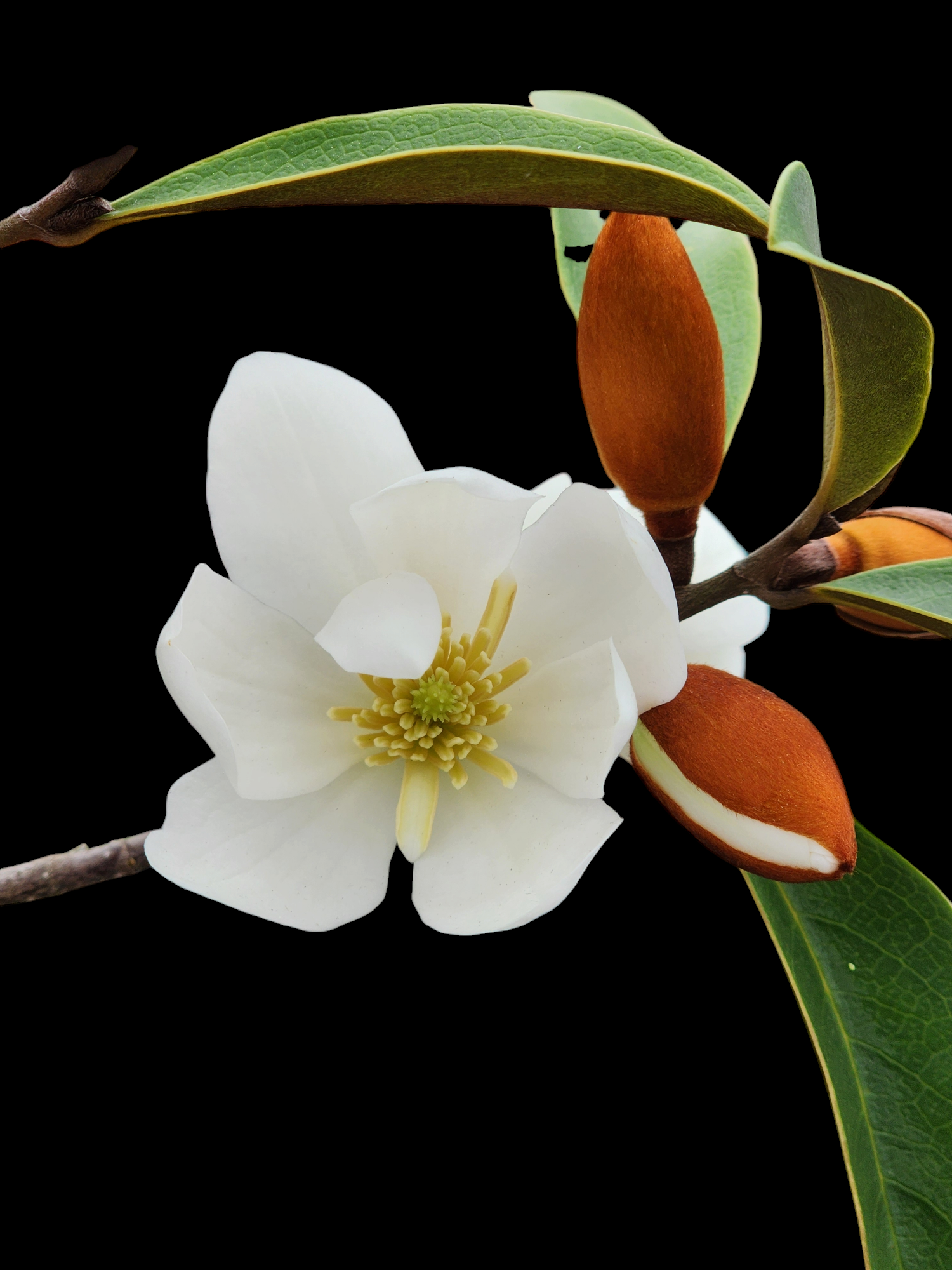 Magnolia White Pearl 330mm