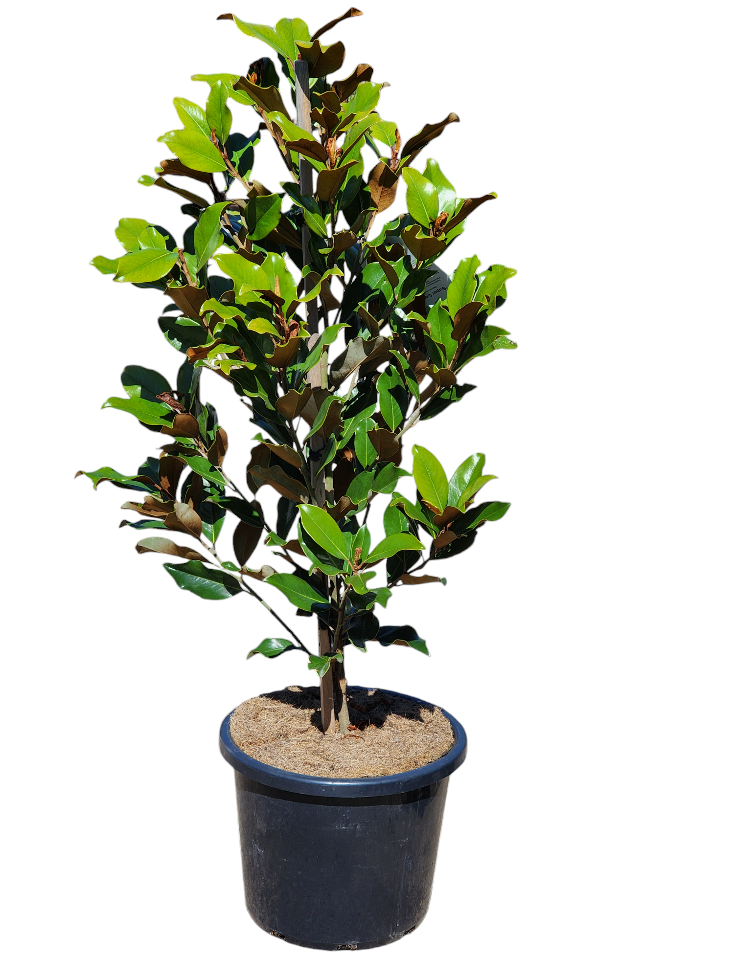 Magnolia Super Gem 330mm