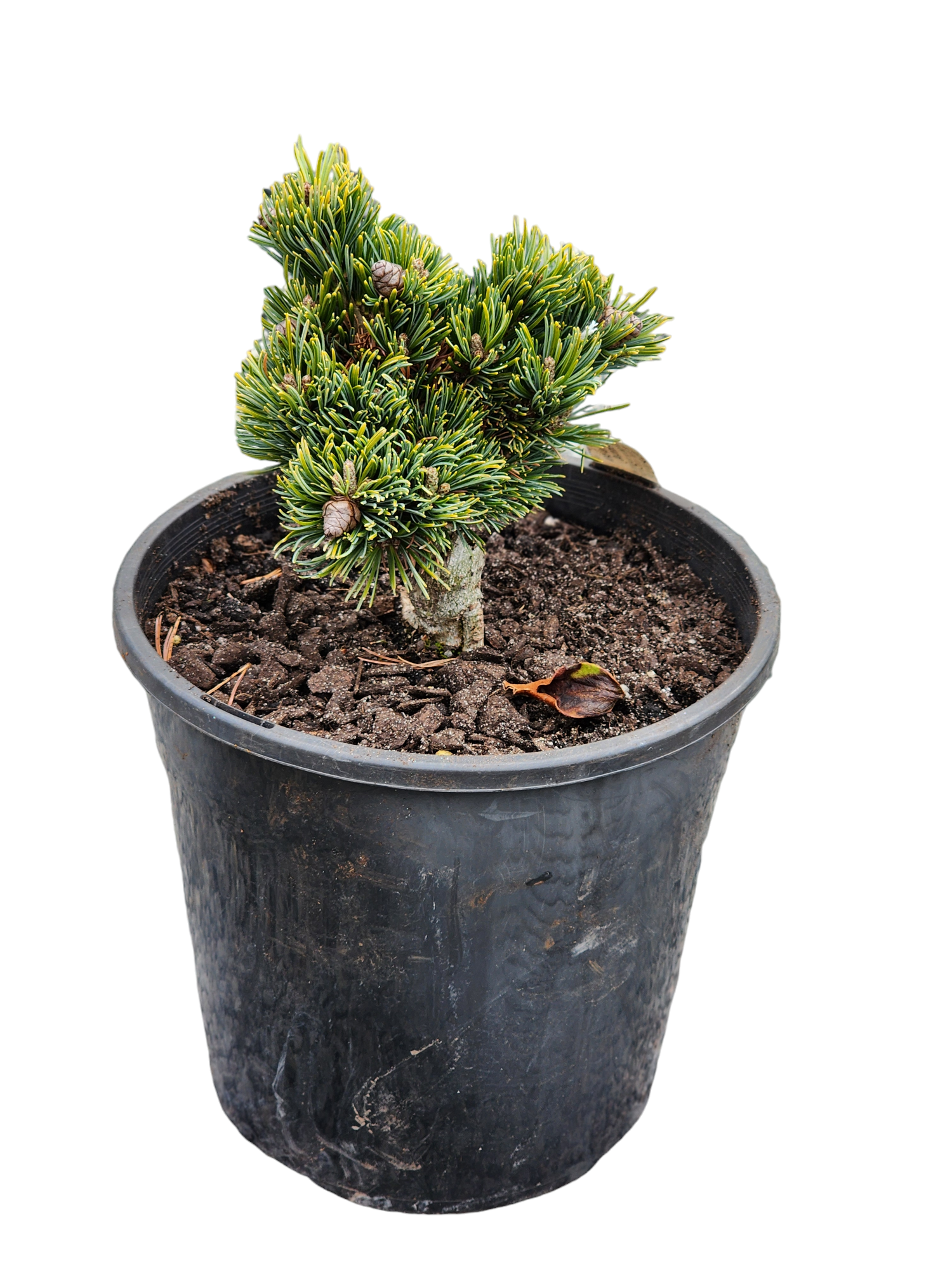 Japanese White Pine ( Hagoromo )200mm