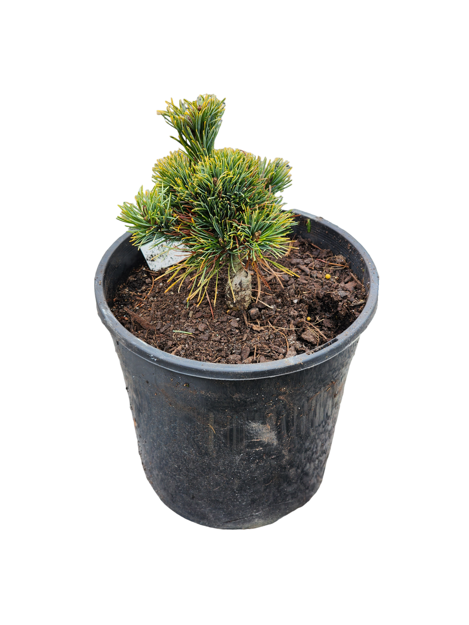 Japanese White Pine ( Fuku-zu-mi ) 200mm