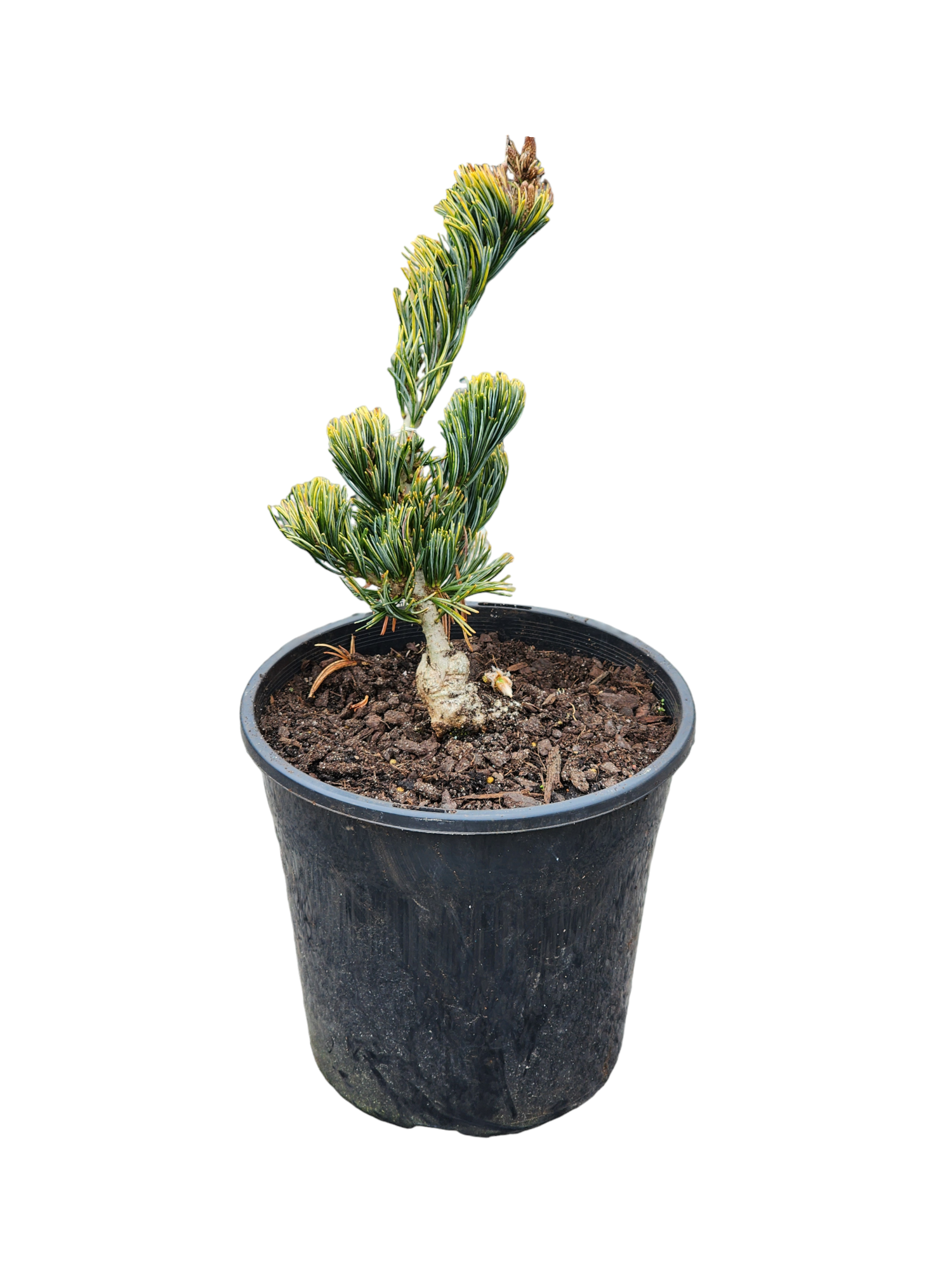 Pinus Parviflora ‘Fukai’ 200mm