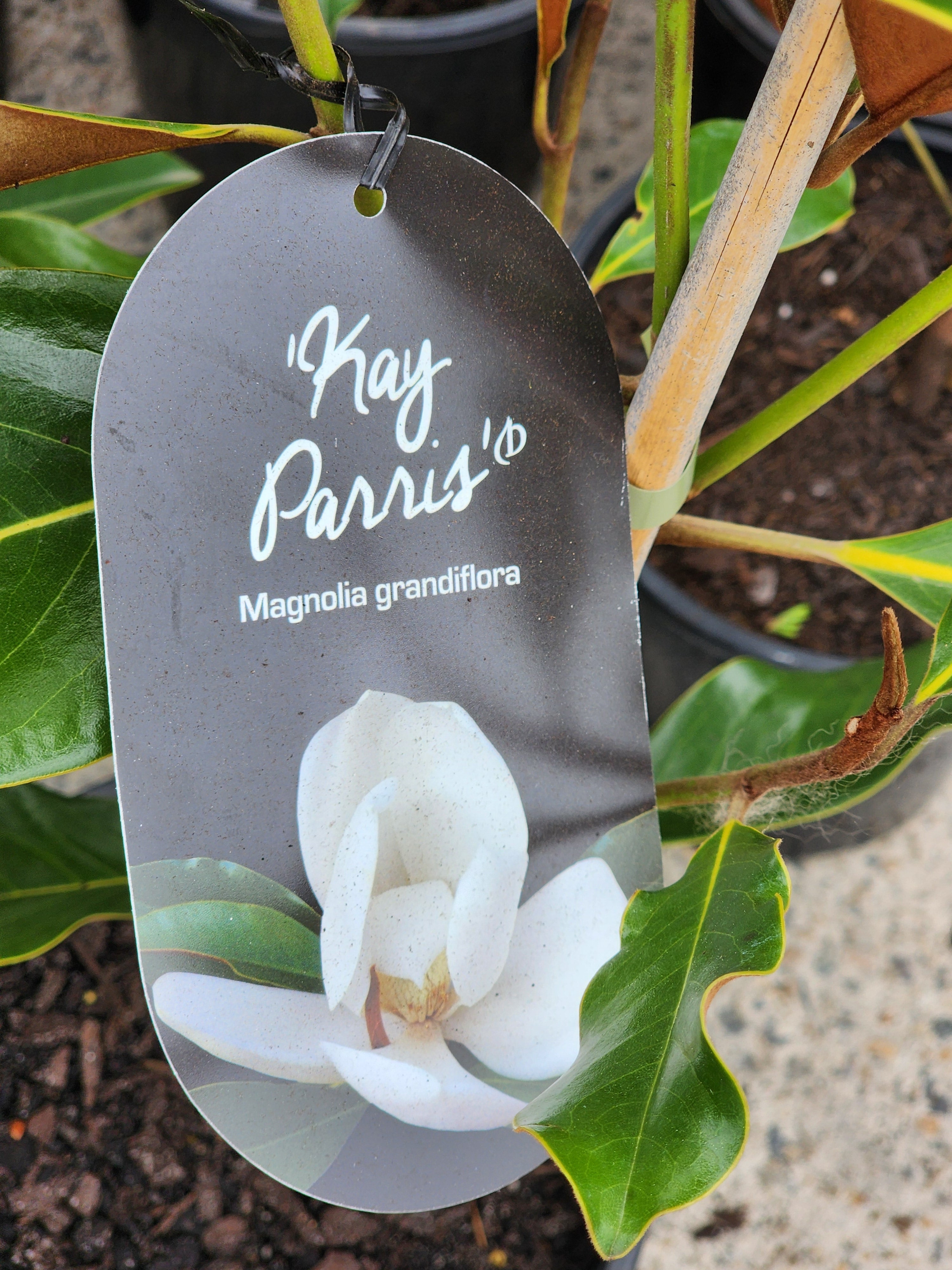 Magnolia Kay Parris 200mm