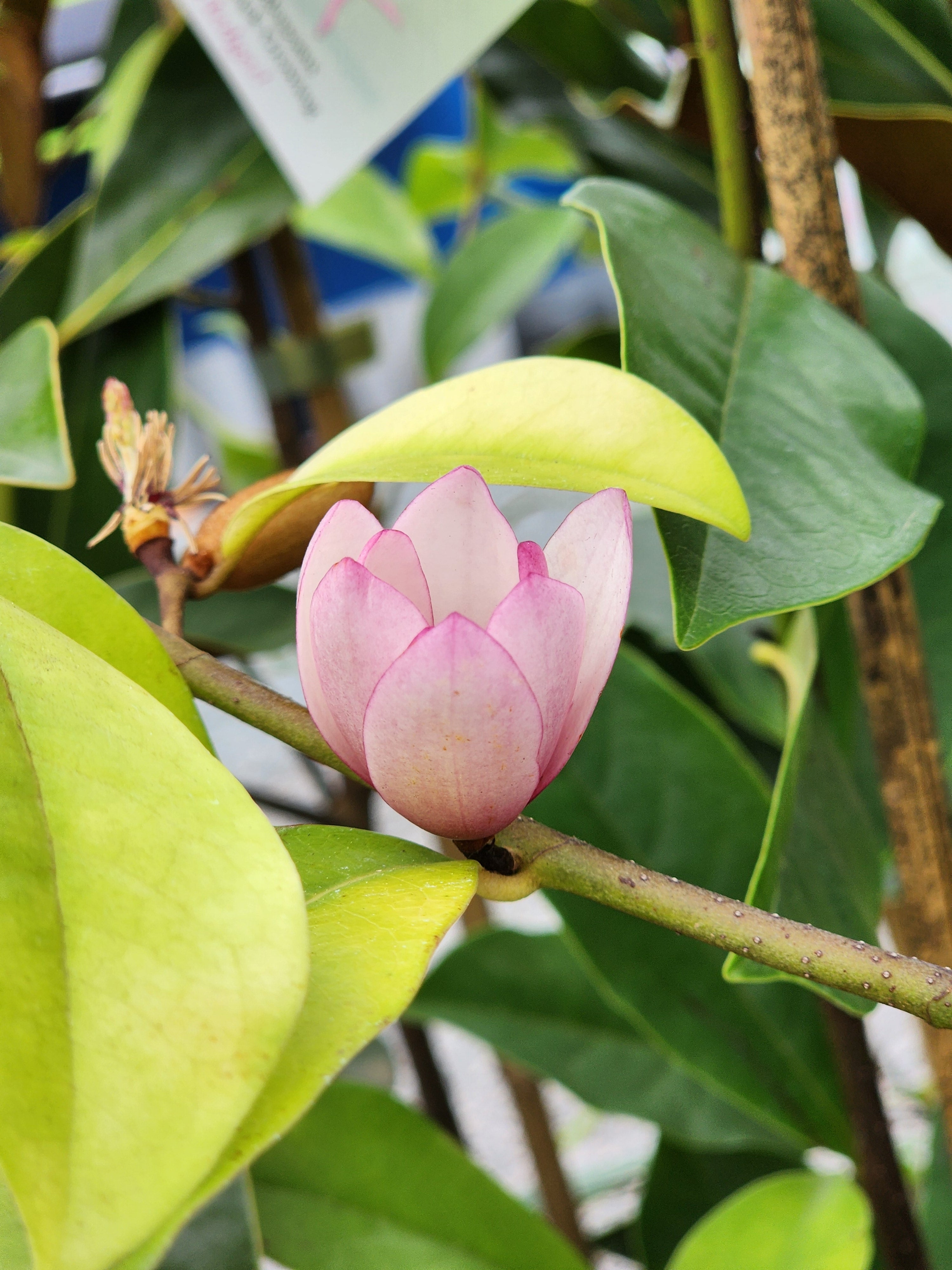 Magnolia Fairy Blush 260mm