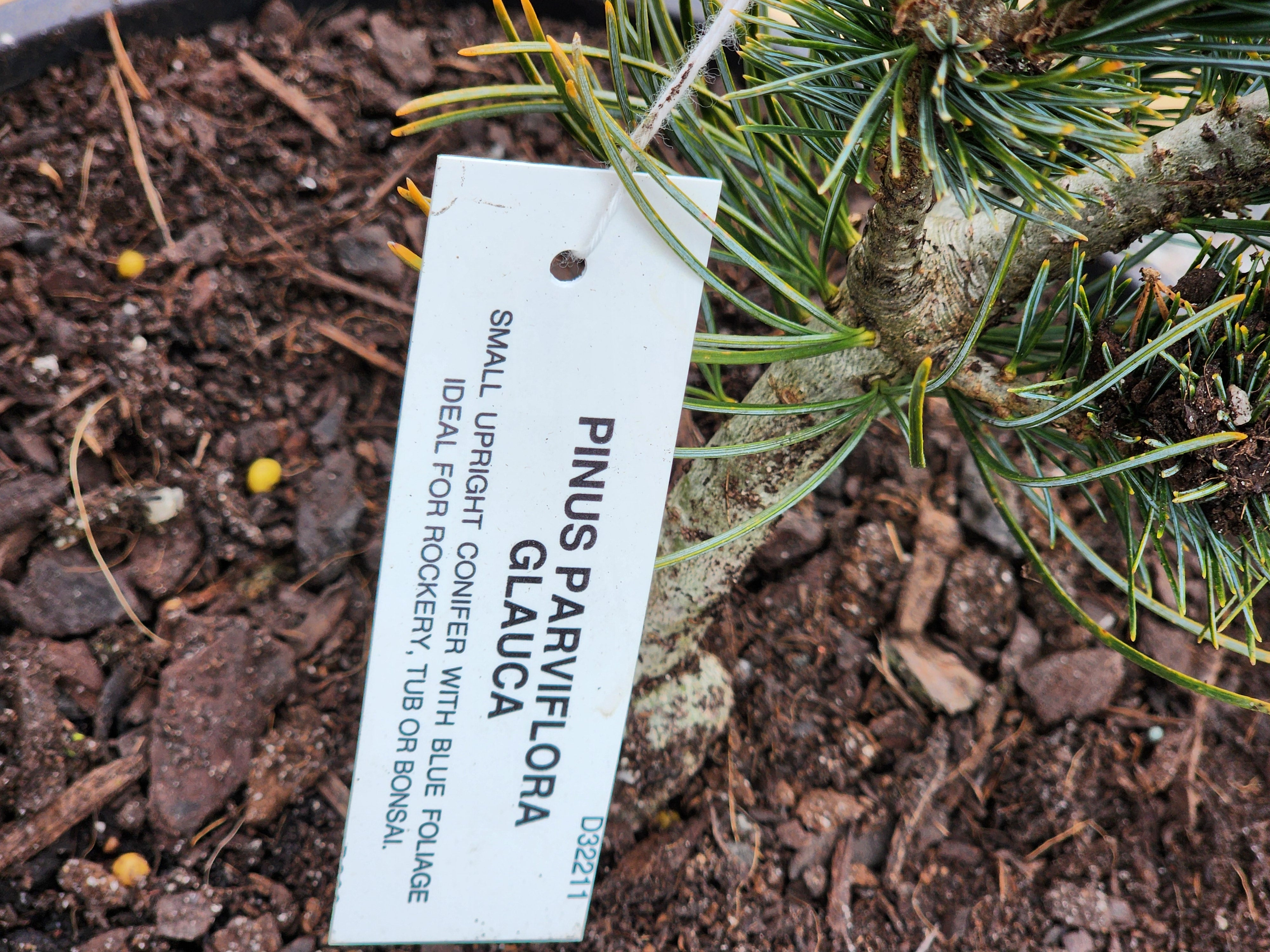 Japanese White Pine ( Glauca ) 200mm