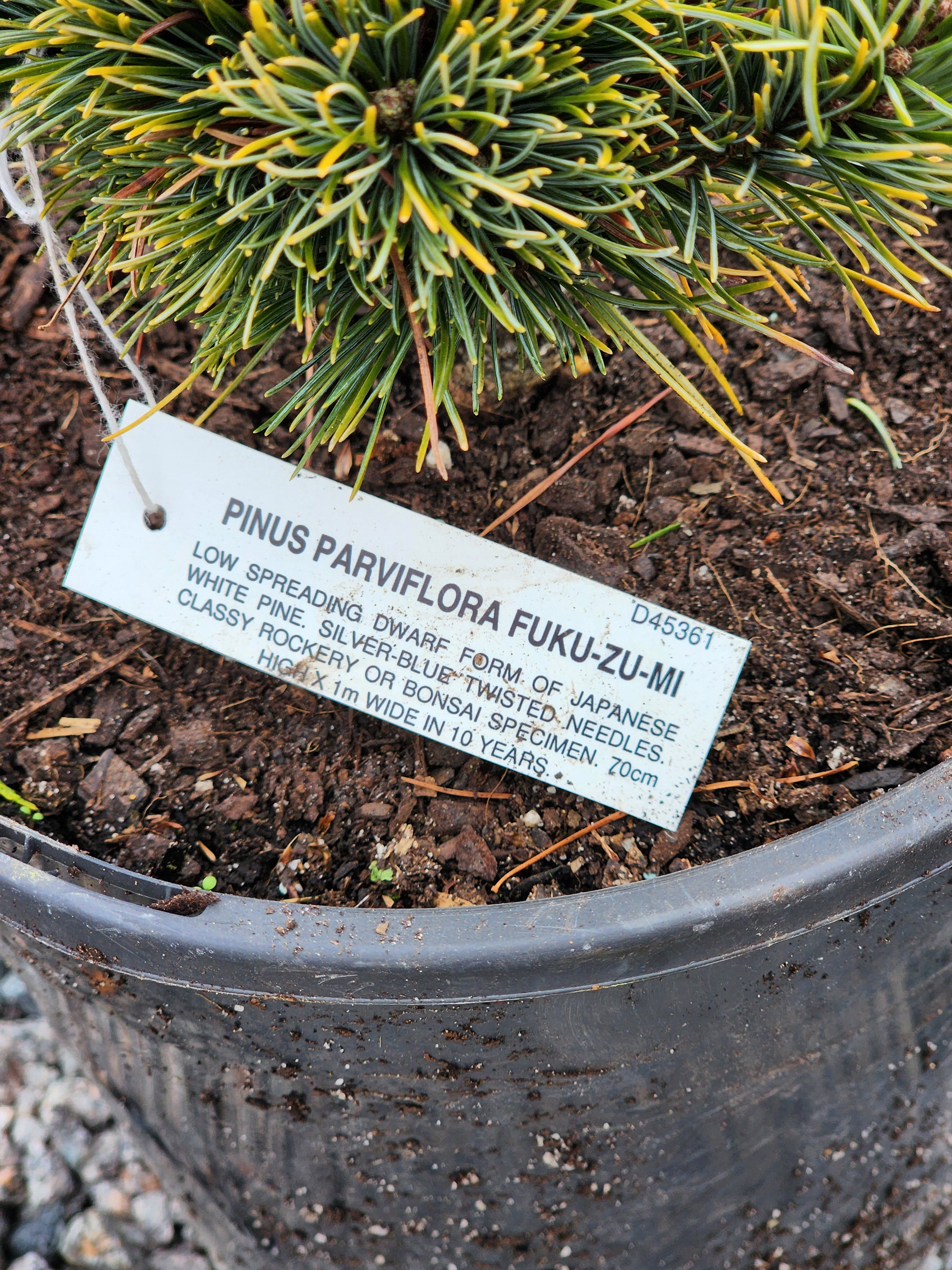 Japanese White Pine ( Fuku-zu-mi ) 200mm