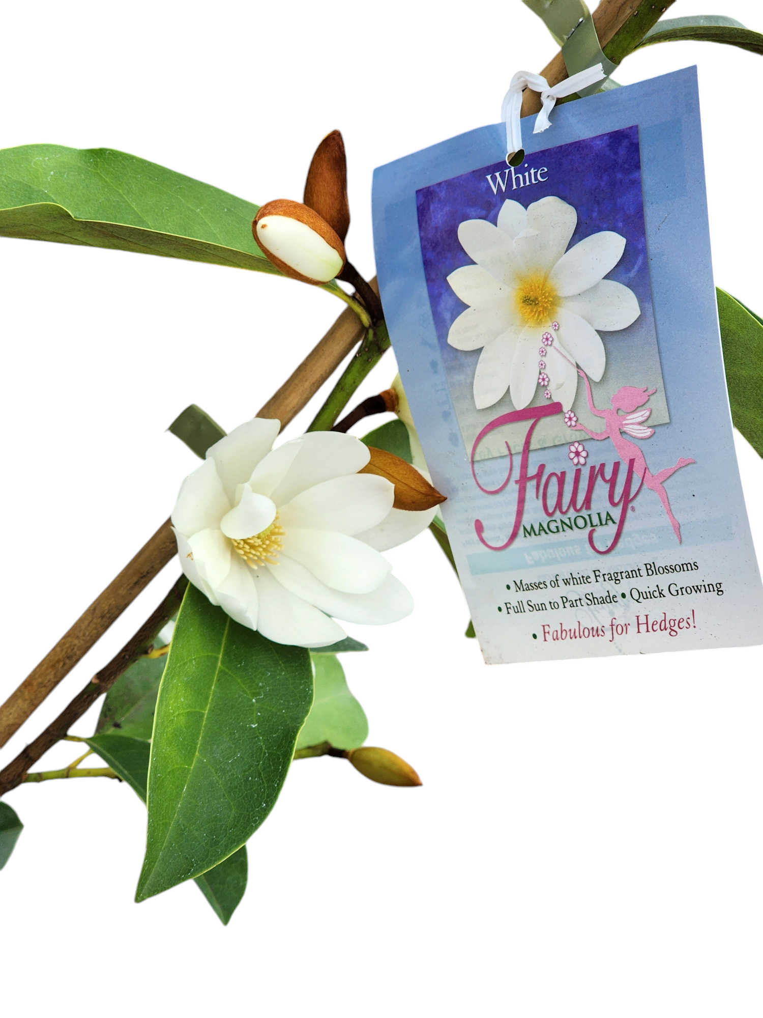 Magnolia Fairy White 260mm