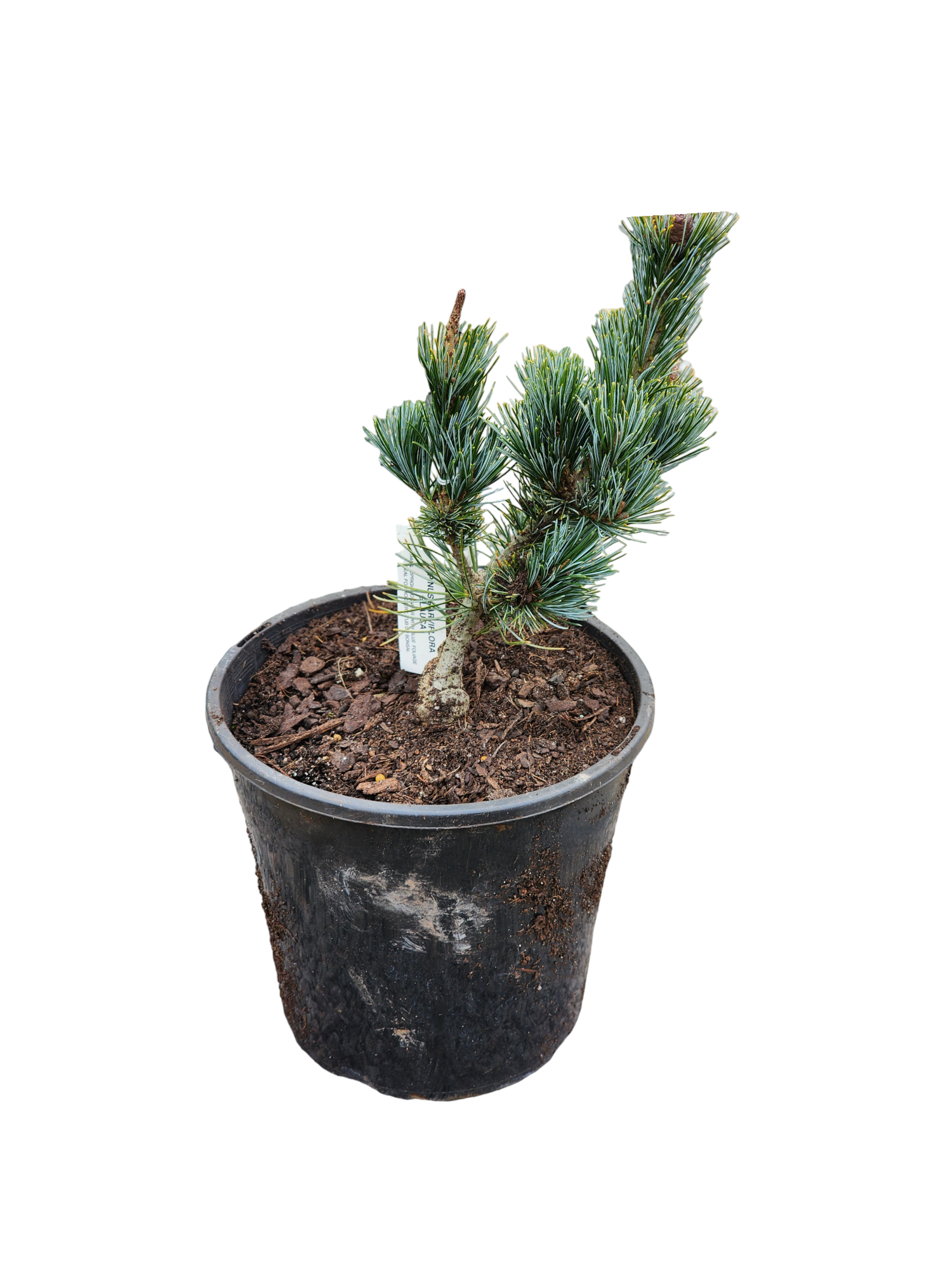 Japanese White Pine ( Glauca ) 200mm