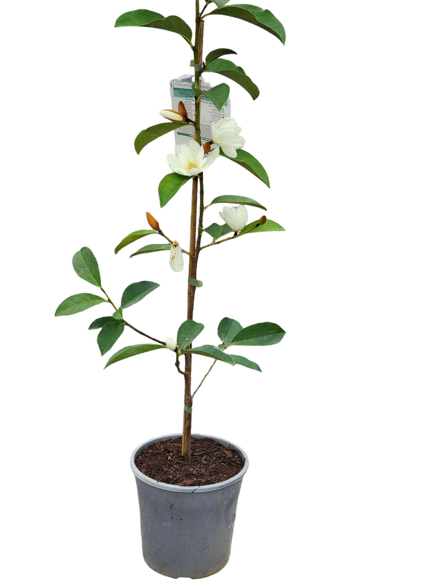 Magnolia Fairy White 260mm