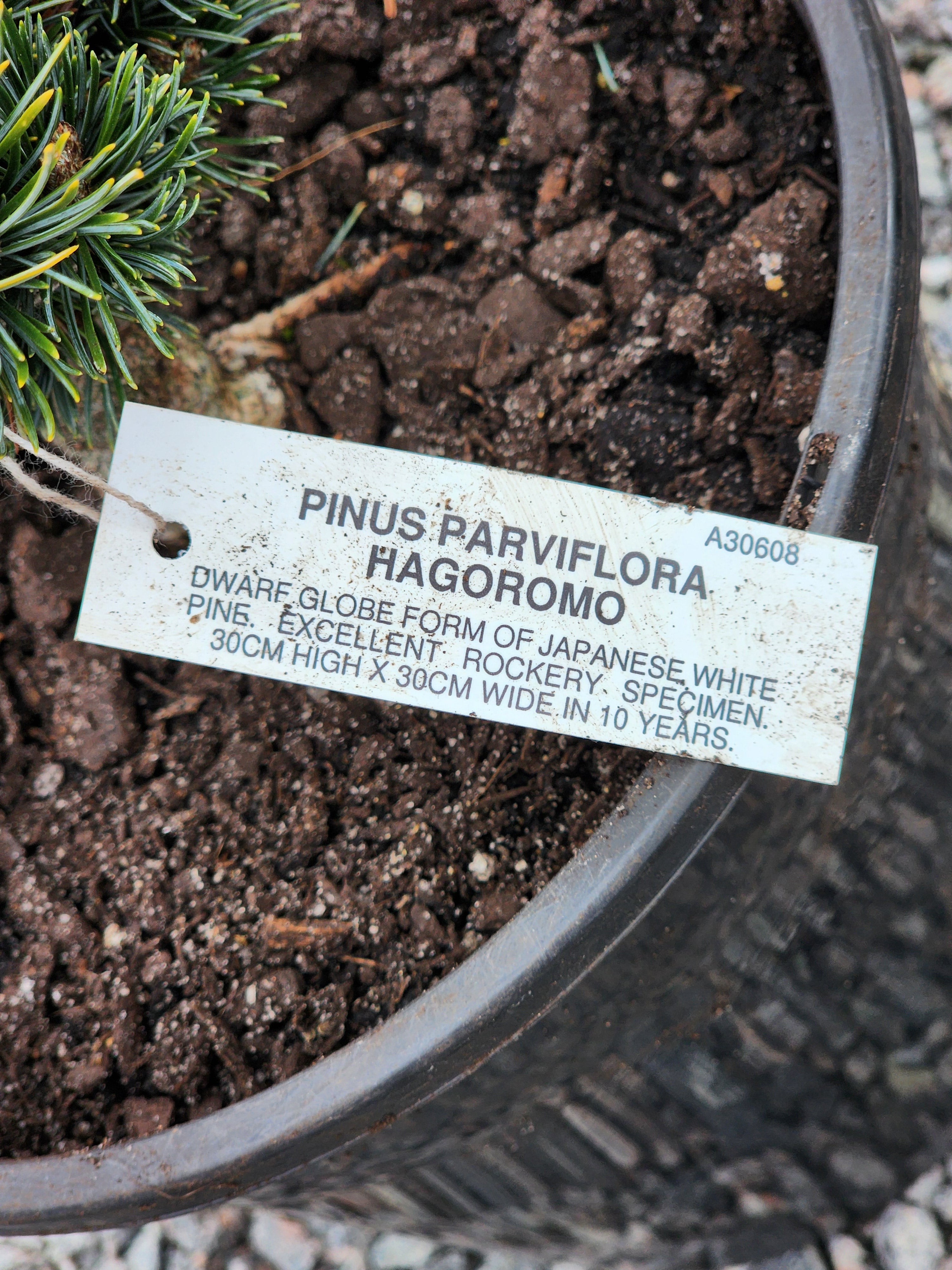 Japanese White Pine ( Hagoromo )200mm