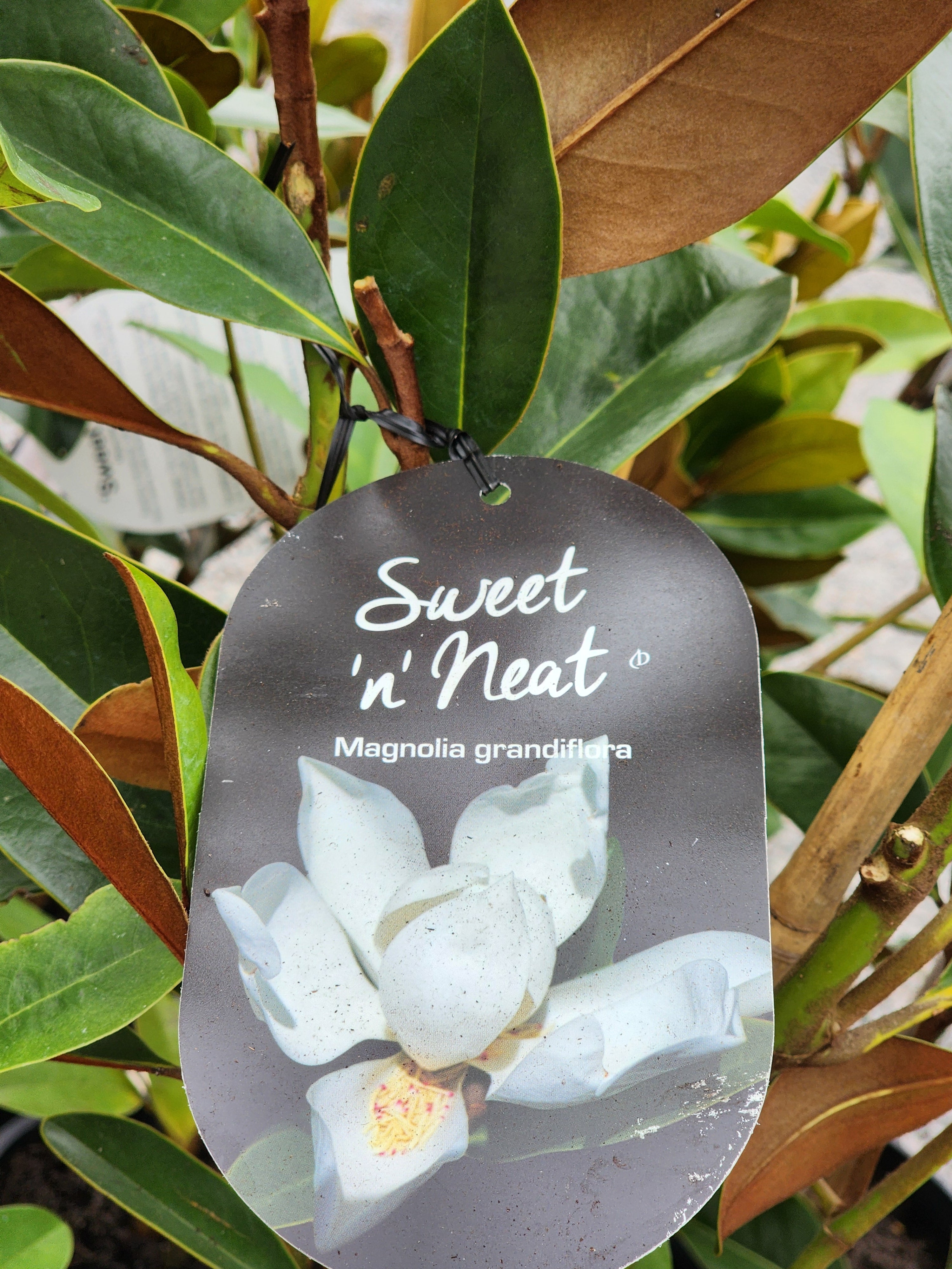 Magnolia Sweet n Neat 260mm