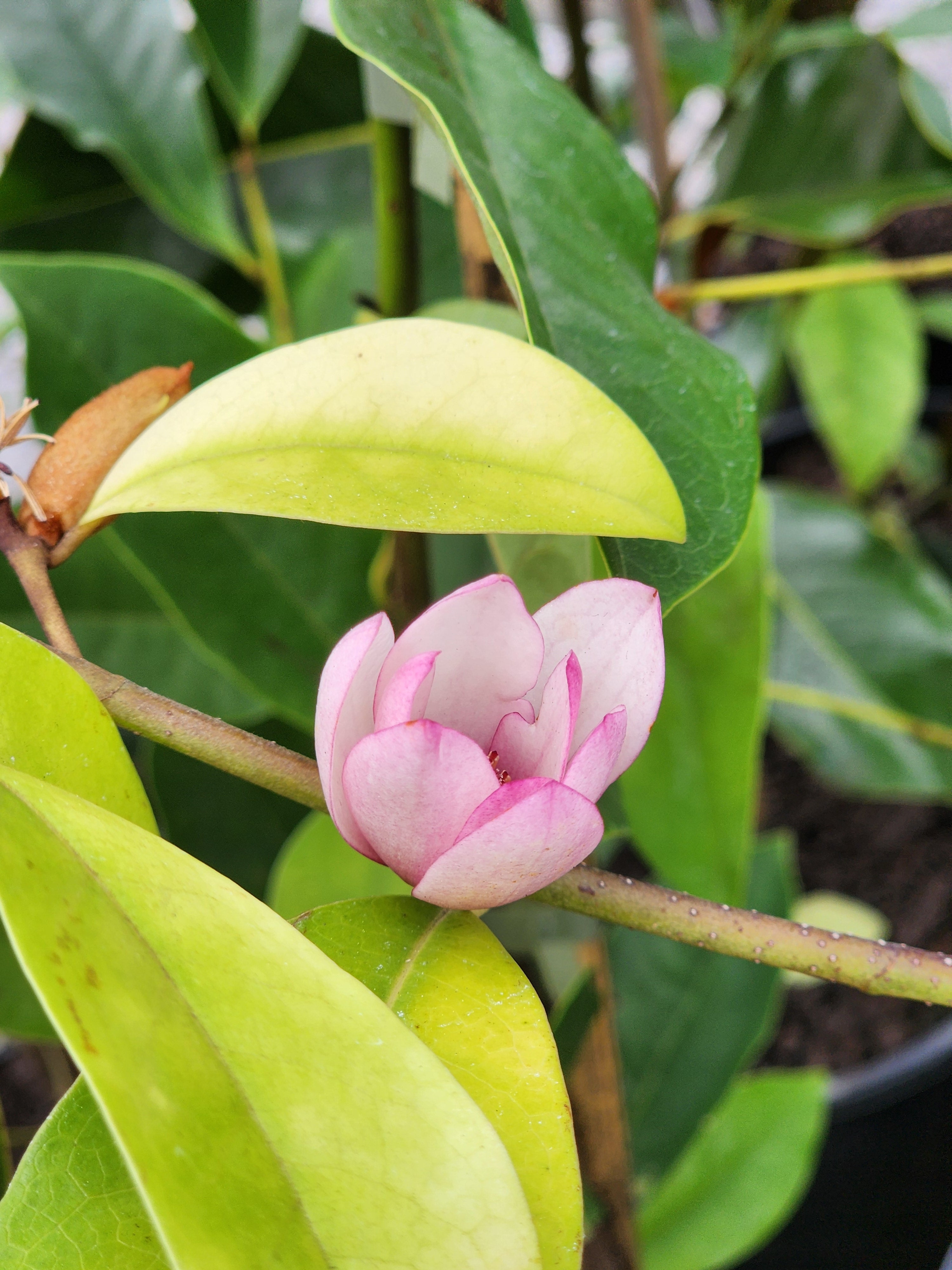 Magnolia Fairy Blush 260mm